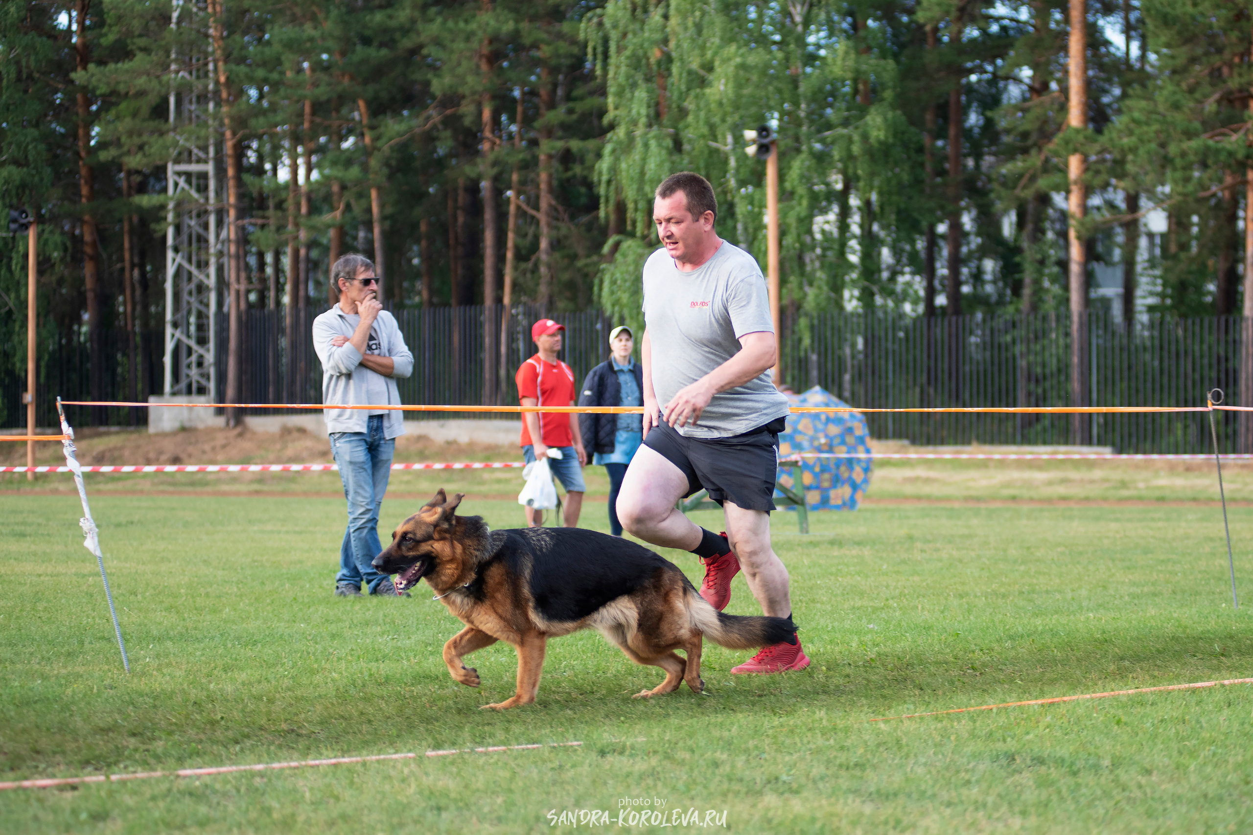 Монопородная выставка немецких овчарок, г. Заречный 2021. Дог-фотограф в Тюмени Александра Королева
