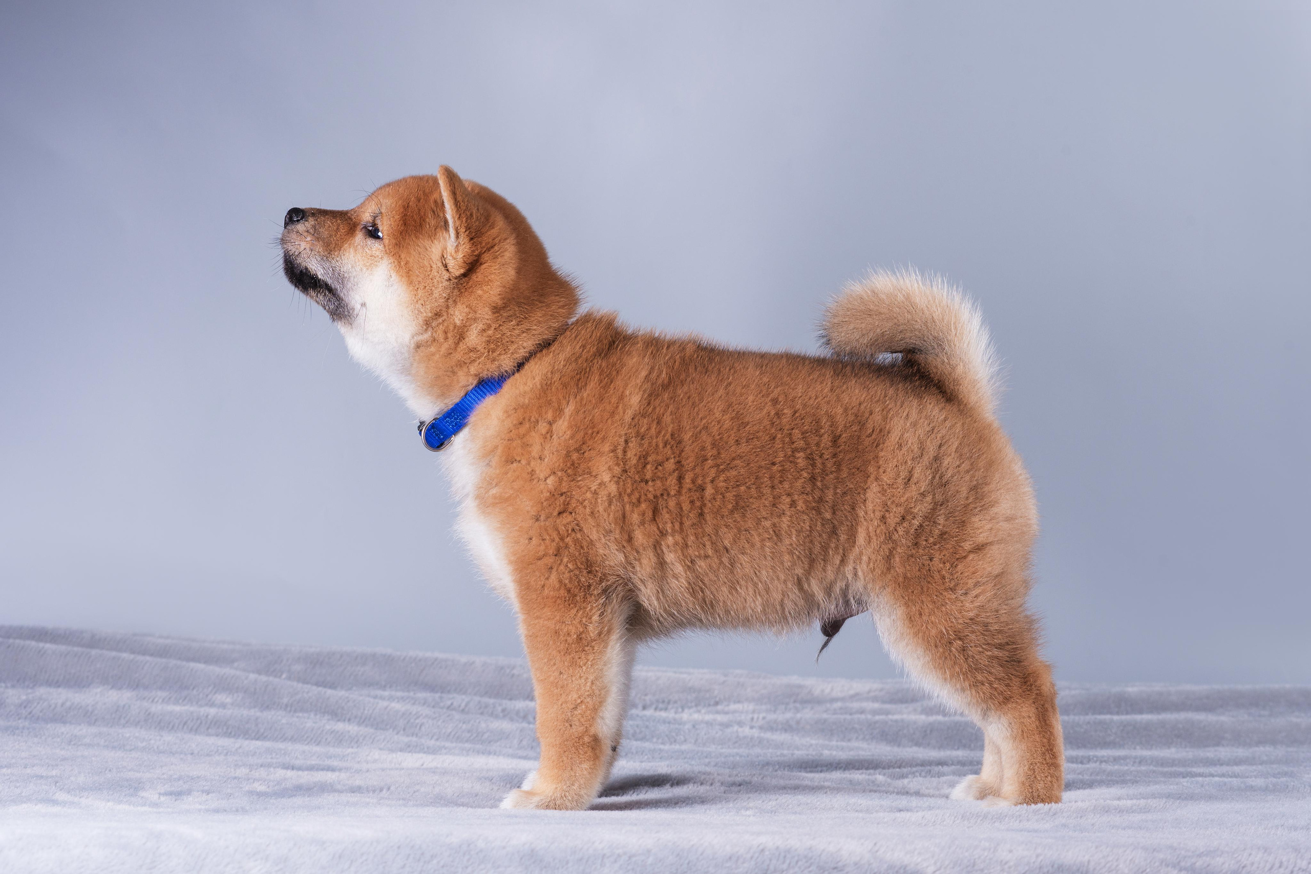 Маленькие сибы. Дог-фотограф в Тюмени Александра Королева