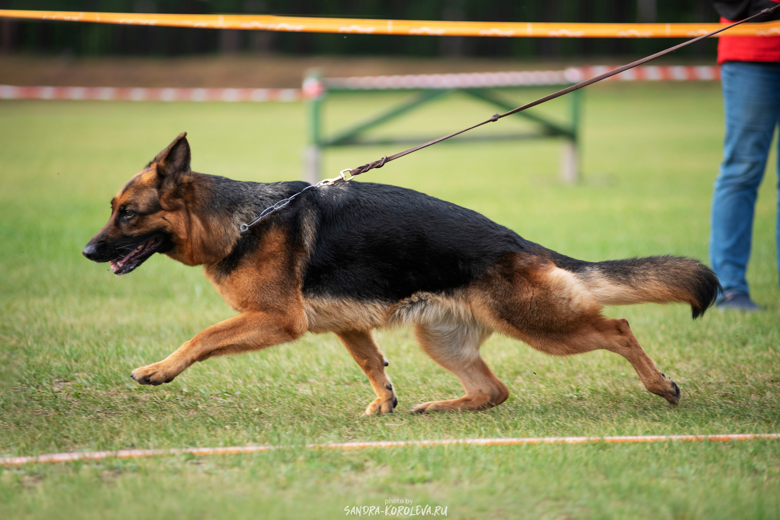 Монопородная выставка немецких овчарок, г. Заречный 2021. Дог-фотограф в Тюмени Александра Королева