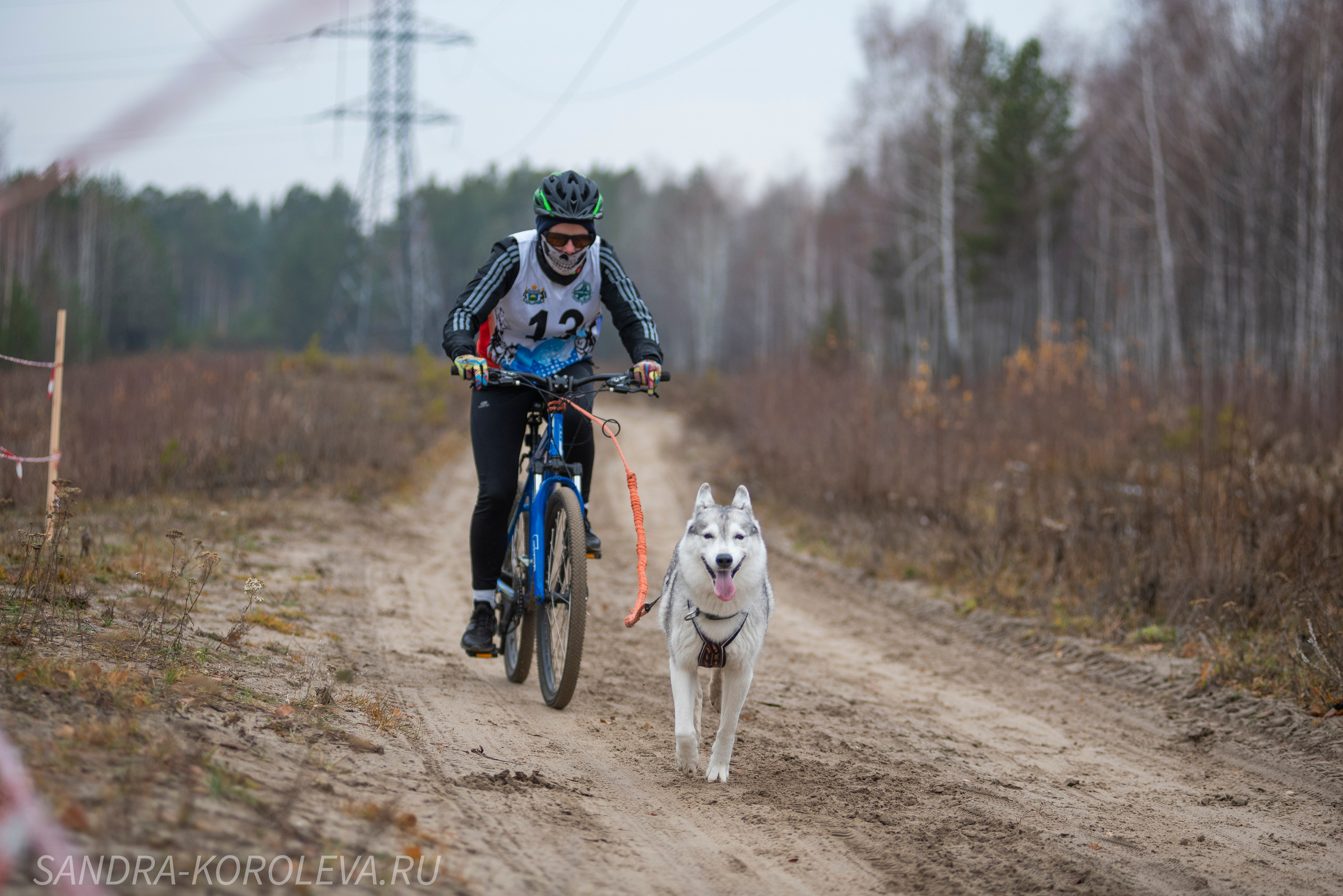 Спринт-гонка «Закрытие сезона» 24.10.2021. Дог-фотограф в Тюмени Александра Королева