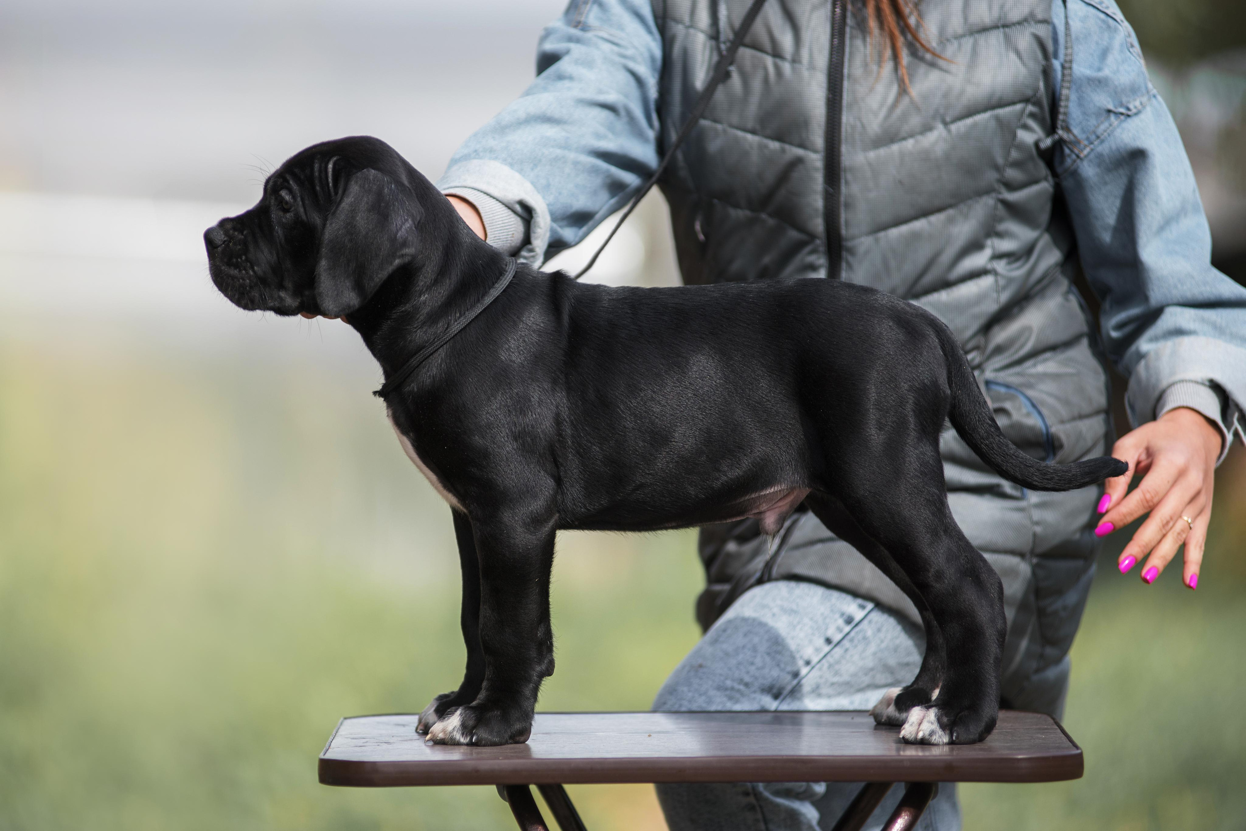 Щенки кане корсо. Дог-фотограф в Тюмени Александра Королева