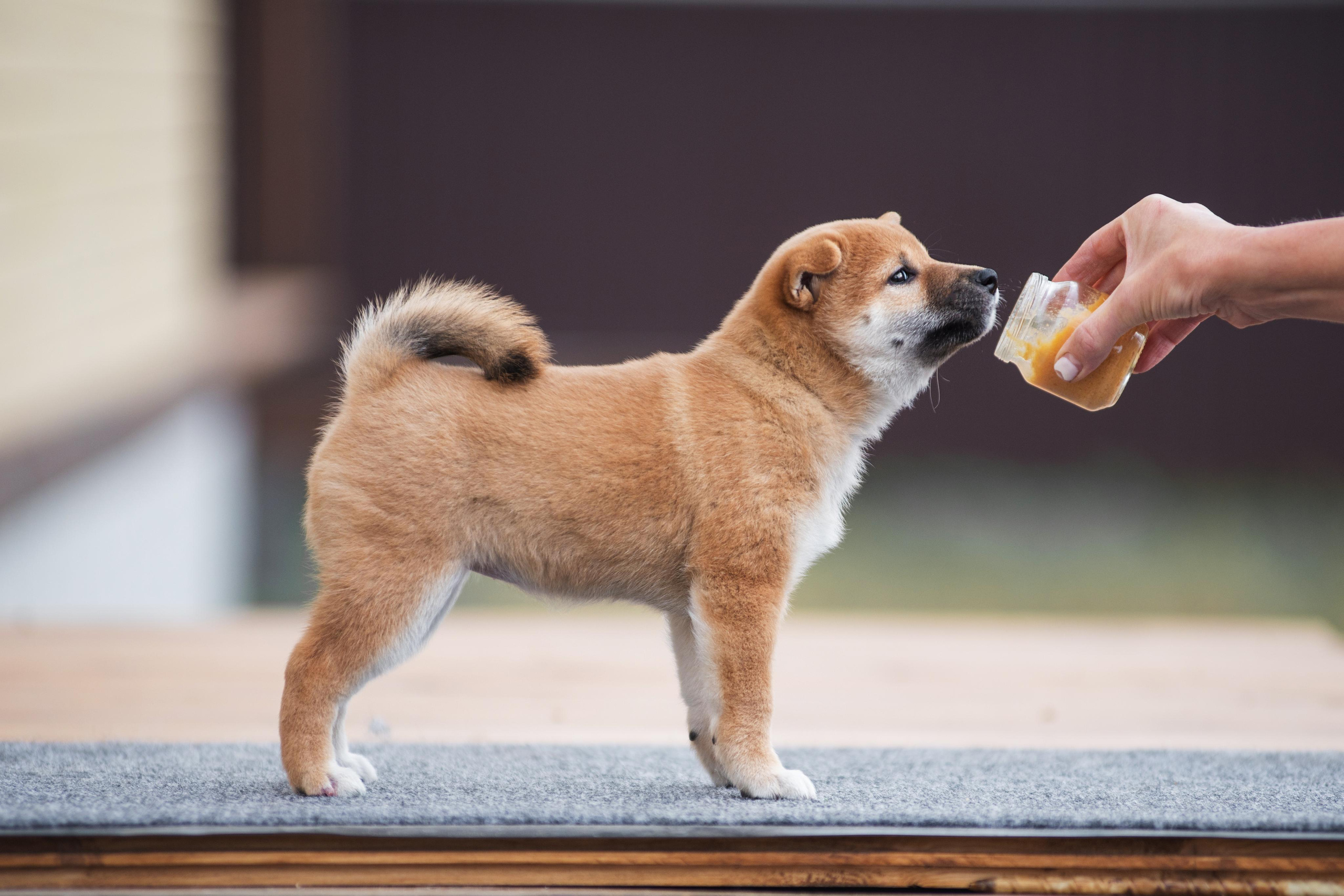 Щеночки Сибы. Дог-фотограф в Тюмени Александра Королева