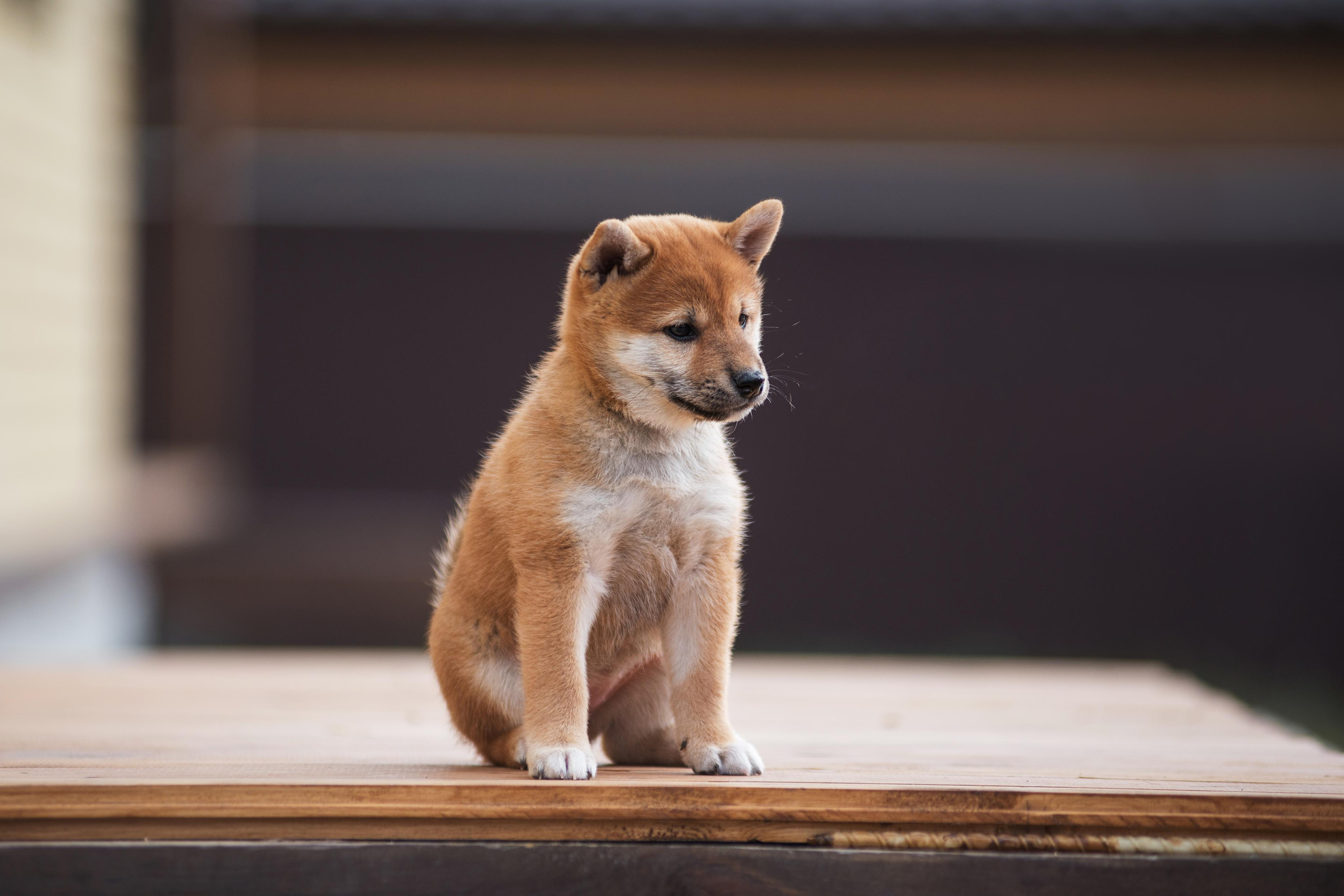 Щеночки Сибы. Дог-фотограф в Тюмени Александра Королева