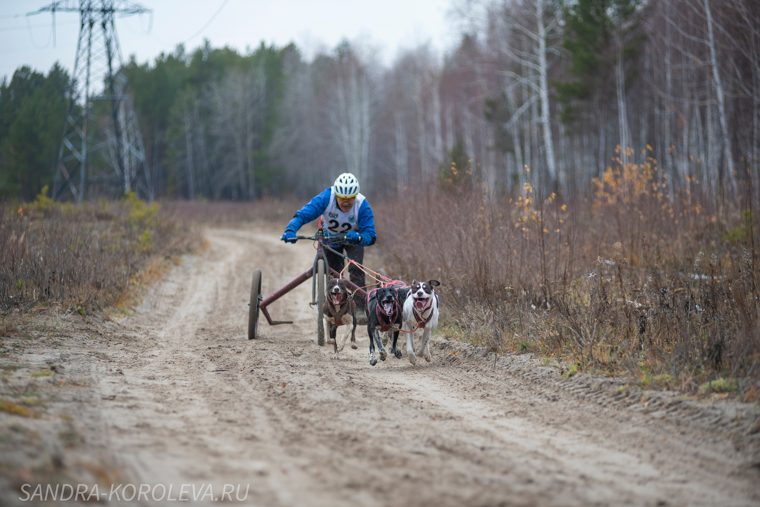 Спринт-гонка «Закрытие сезона» 24.10.2021. Дог-фотограф в Тюмени Александра Королева