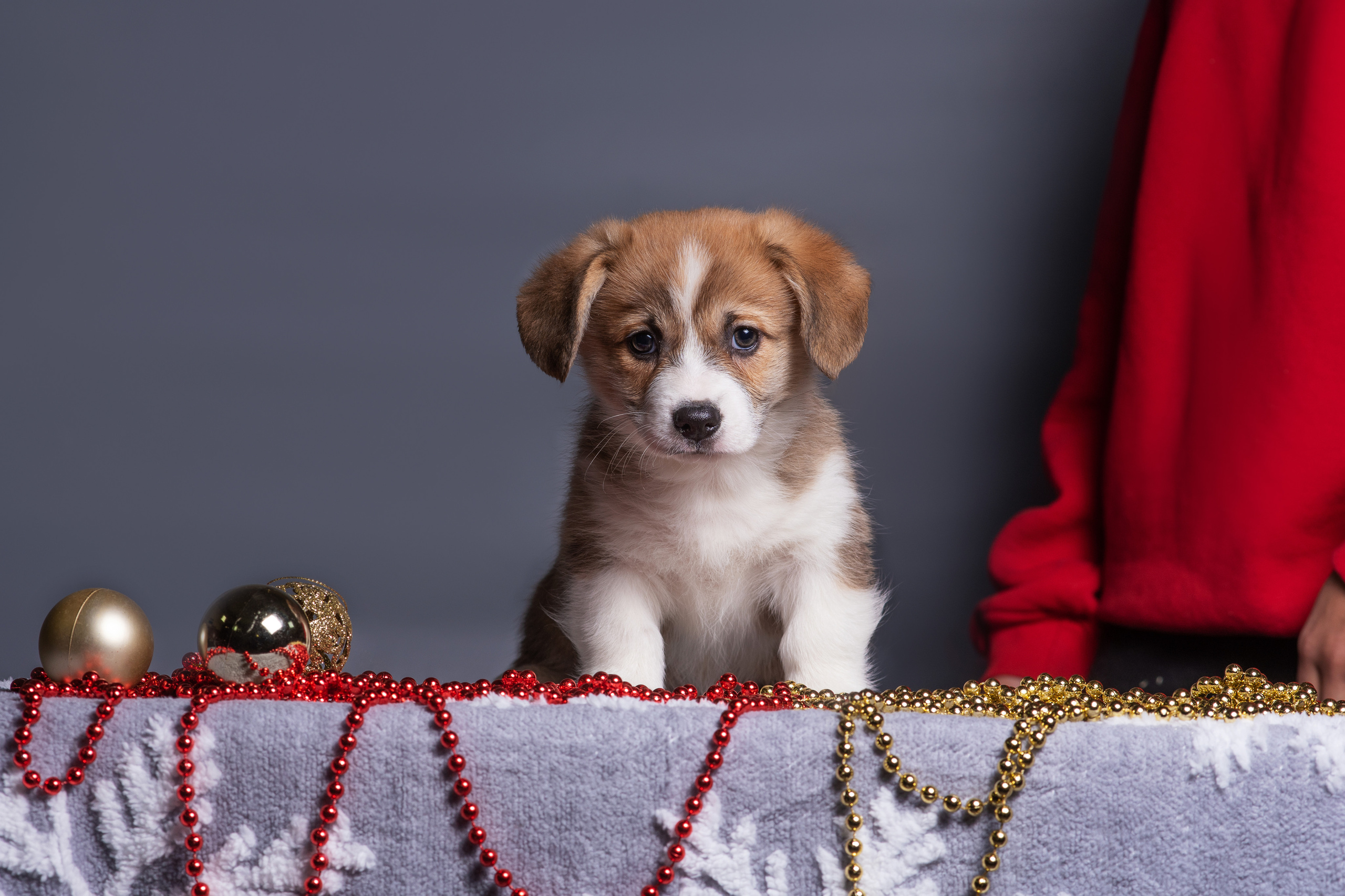 Новогодние коржики с сахарной посыпкой. Дог-фотограф в Тюмени Александра Королева
