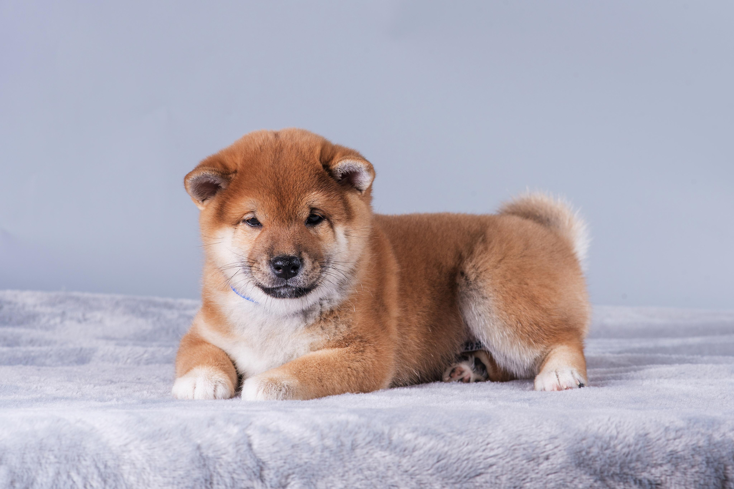 Маленькие сибы. Дог-фотограф в Тюмени Александра Королева