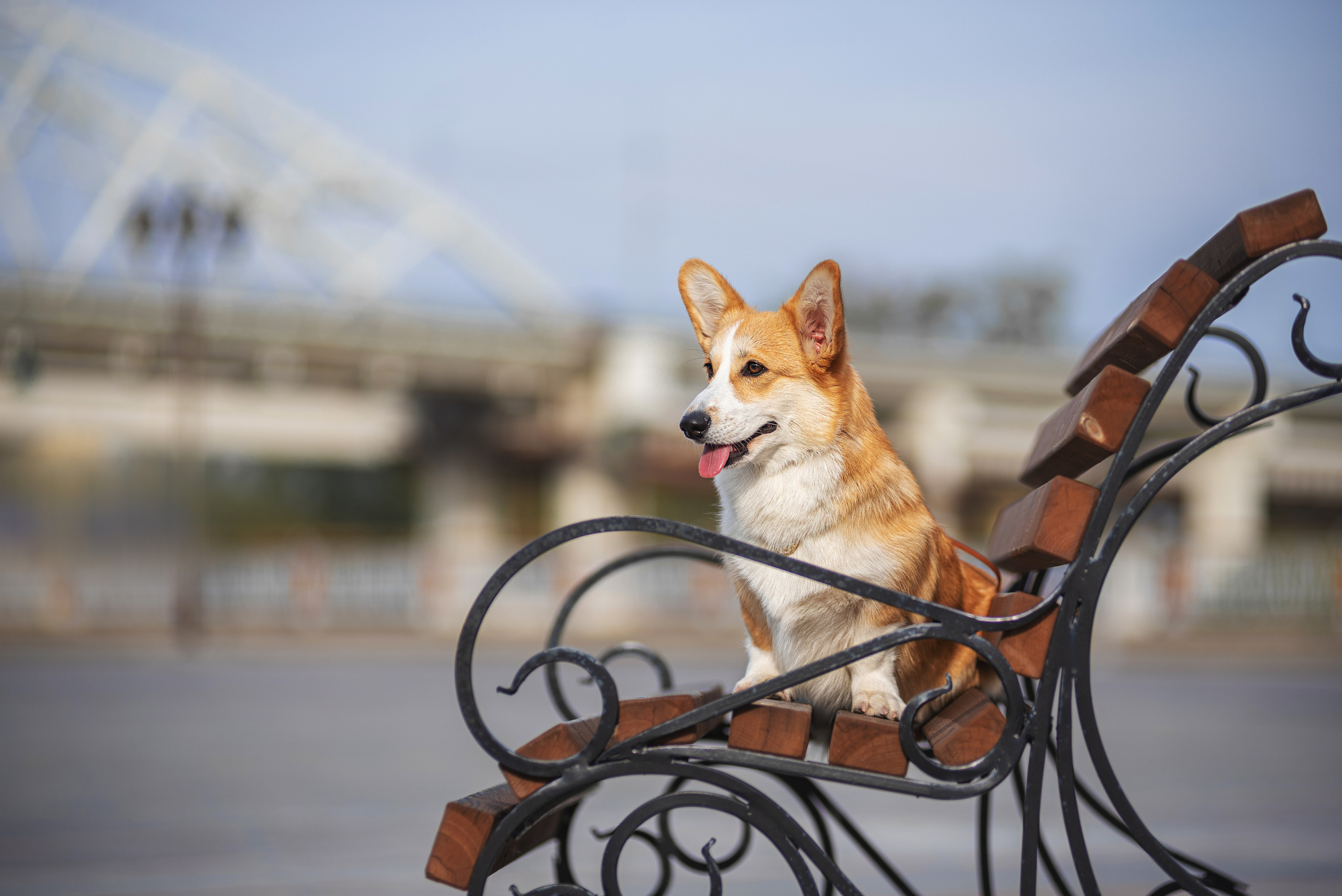 Ася и Плюша. Дог-фотограф в Тюмени Александра Королева