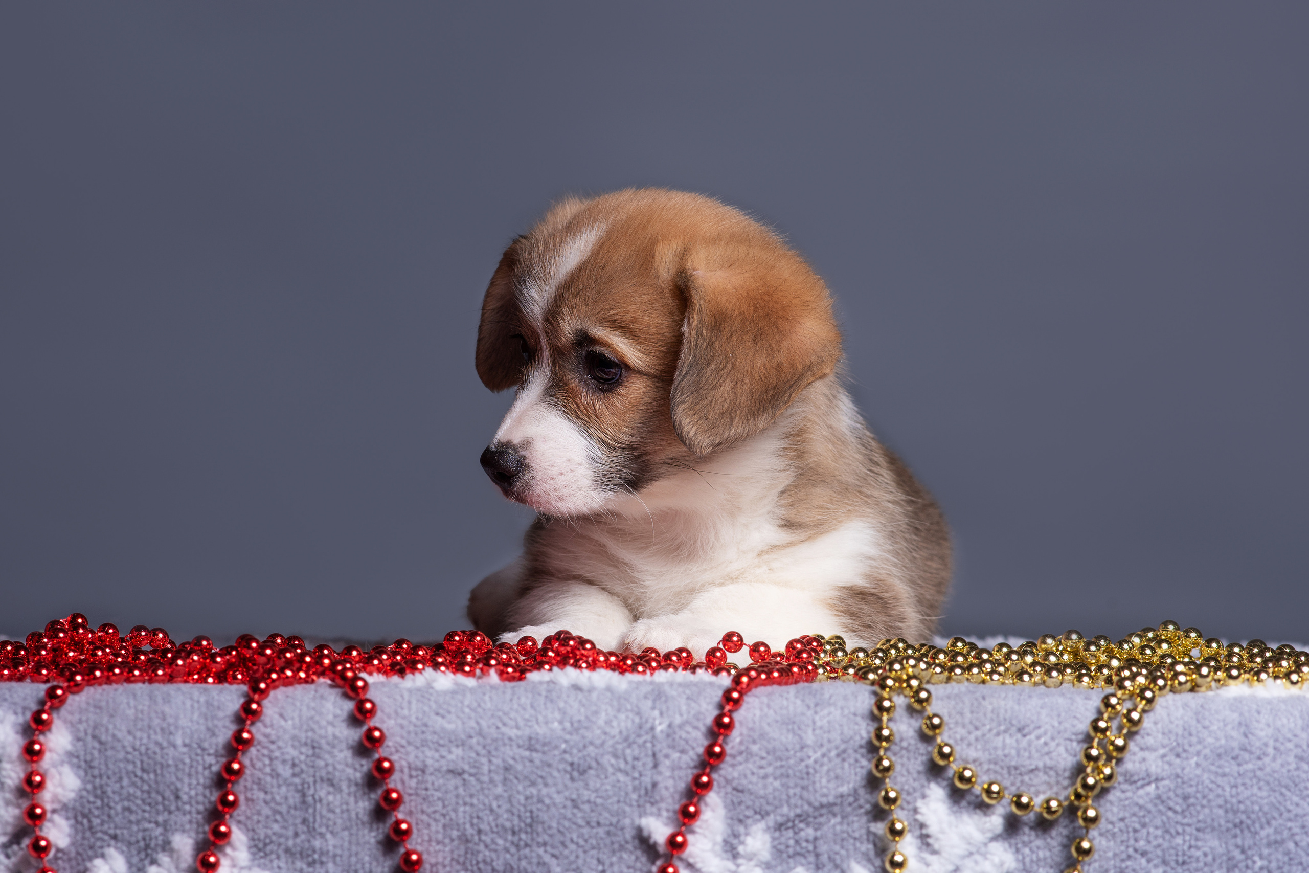 Новогодние коржики с сахарной посыпкой. Дог-фотограф в Тюмени Александра Королева