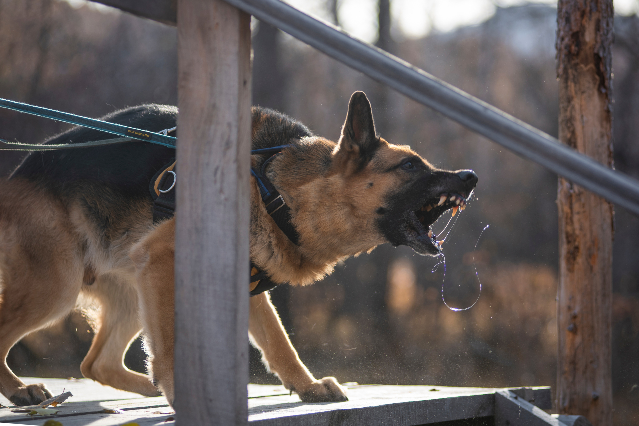RUSSIAN HELPERS SCHOOL. Магнитогорск октябрь 2021. Дог-фотограф в Тюмени Александра Королева