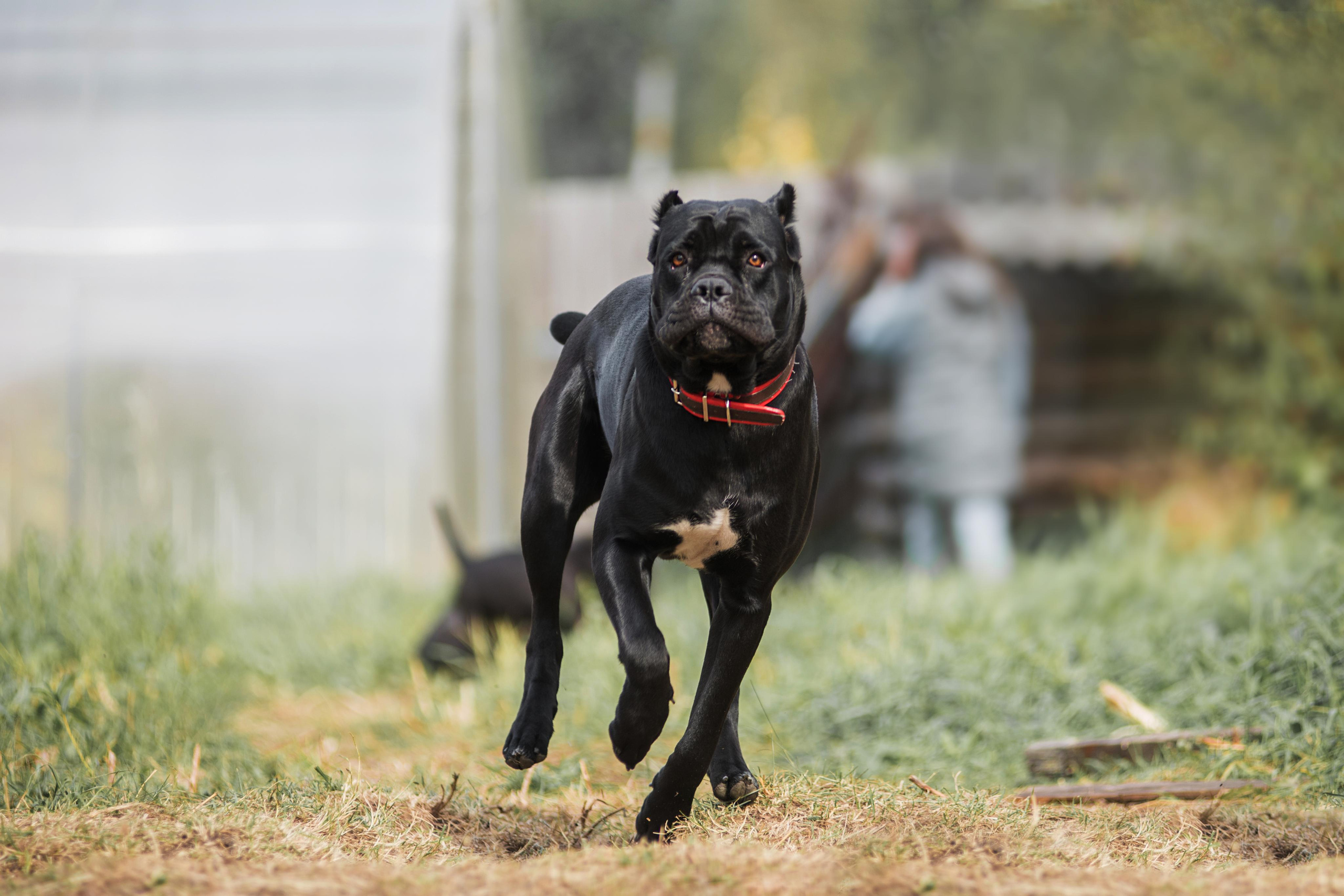 Щенки кане корсо. Дог-фотограф в Тюмени Александра Королева