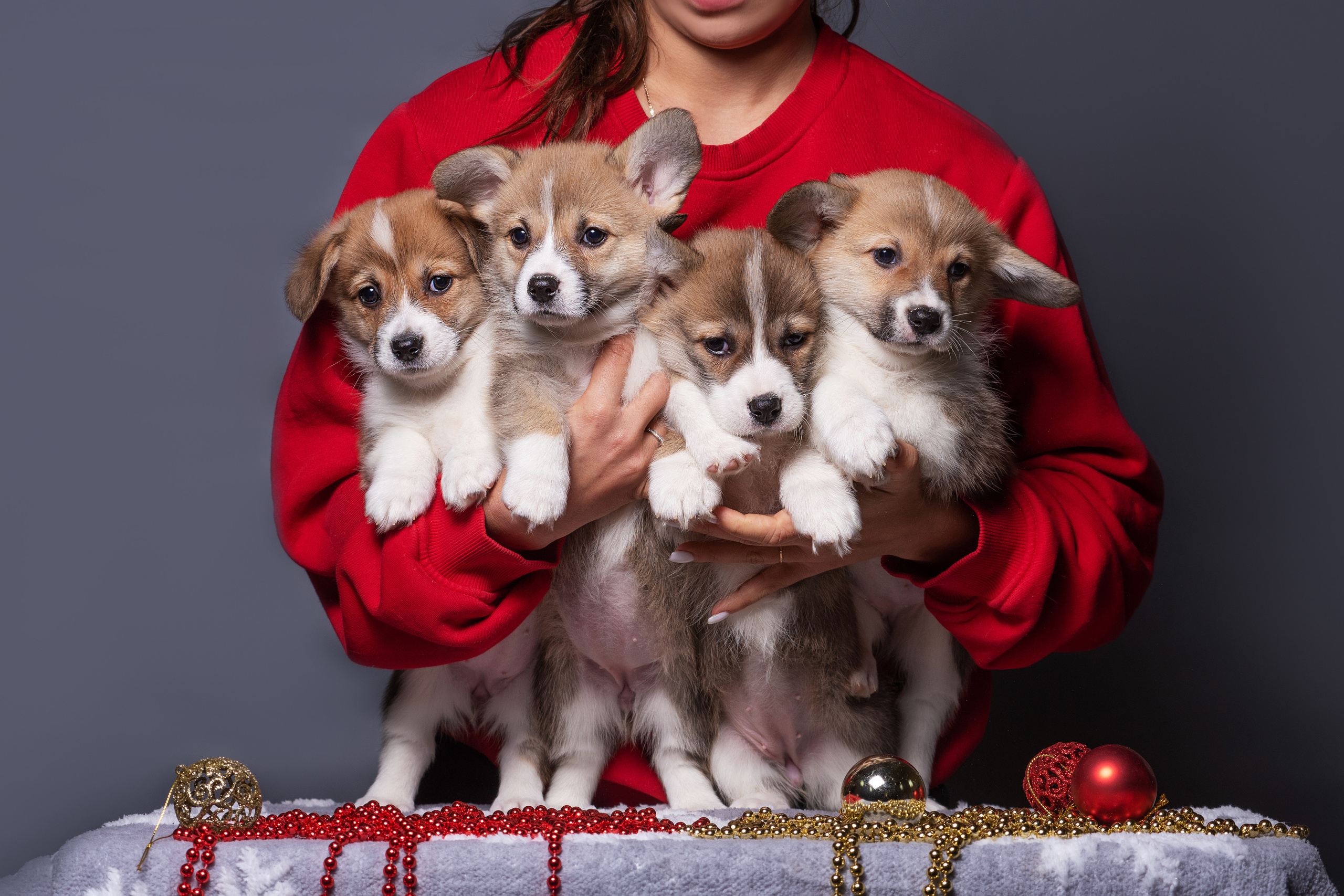 Новогодние коржики с сахарной посыпкой. Дог-фотограф в Тюмени Александра Королева