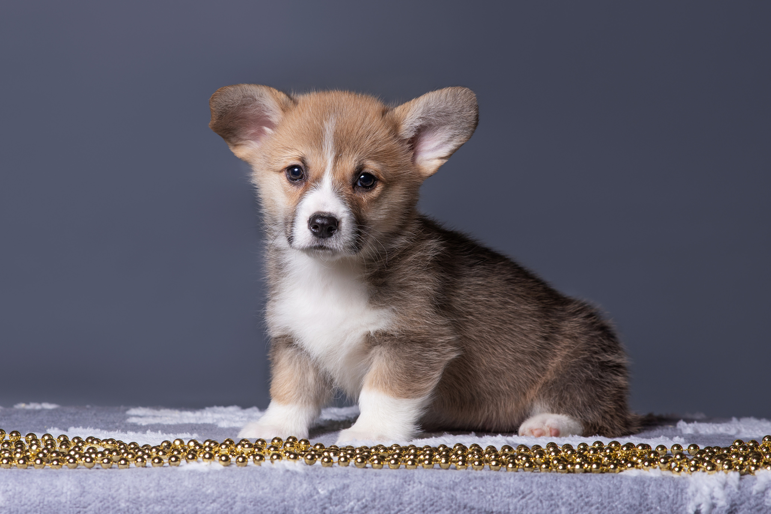Новогодние коржики с сахарной посыпкой. Дог-фотограф в Тюмени Александра Королева