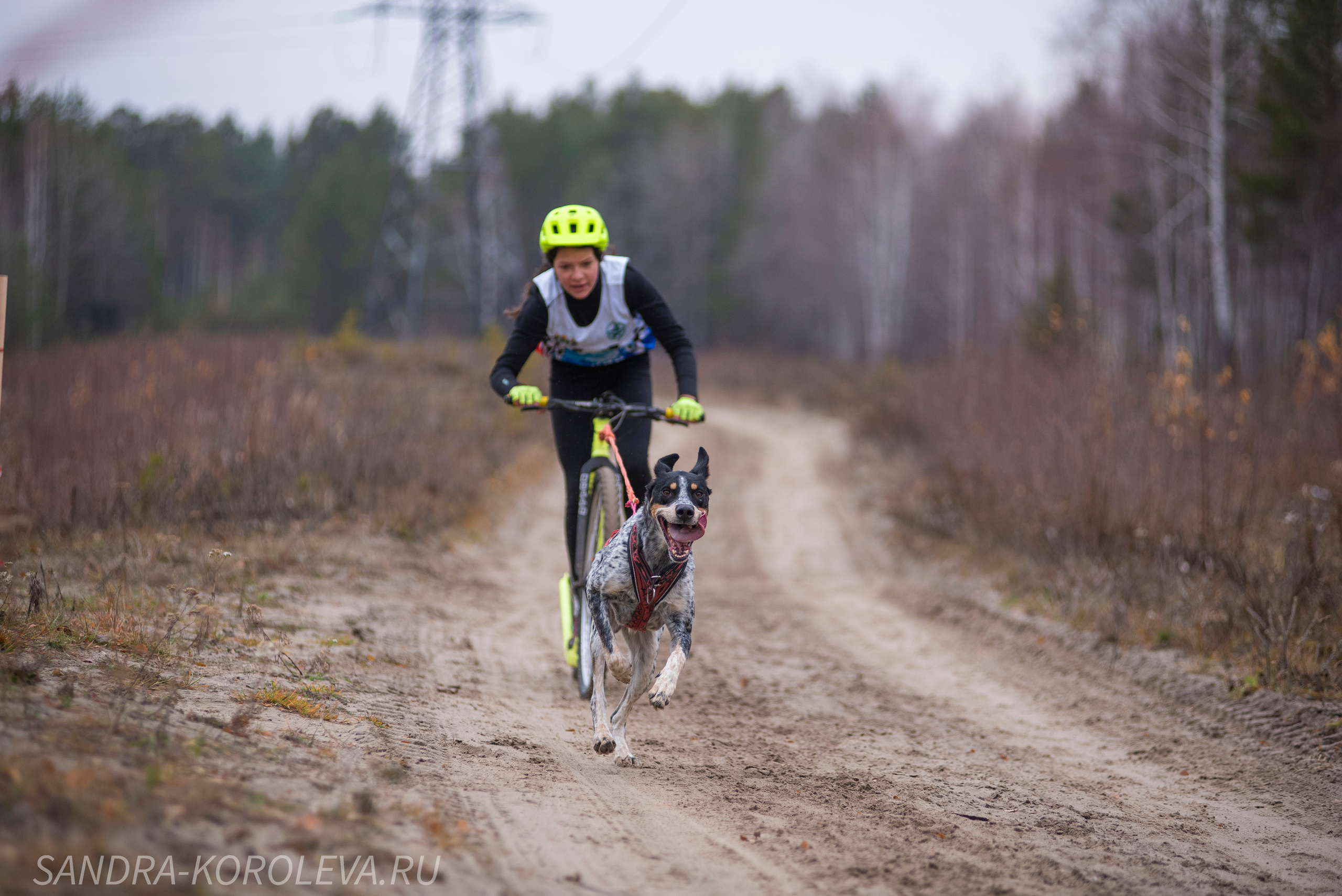 Спринт-гонка «Закрытие сезона» 24.10.2021. Дог-фотограф в Тюмени Александра Королева
