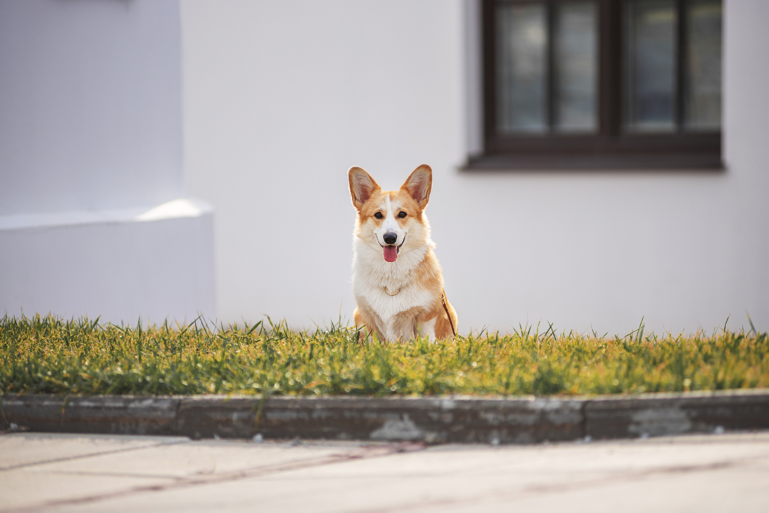 Ася и Плюша. Дог-фотограф в Тюмени Александра Королева