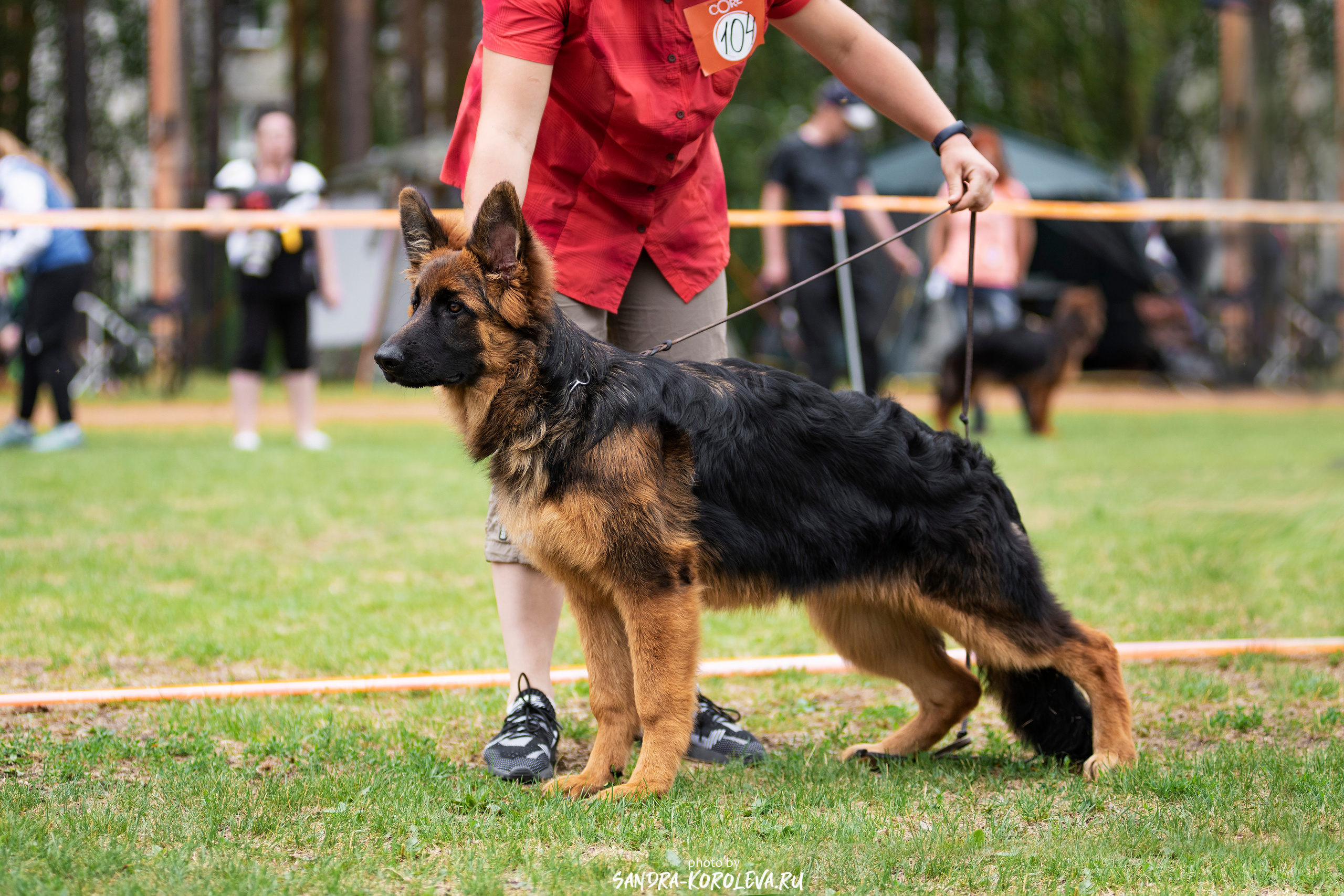 Монопородная выставка немецких овчарок, г. Заречный 2021. Дог-фотограф в Тюмени Александра Королева