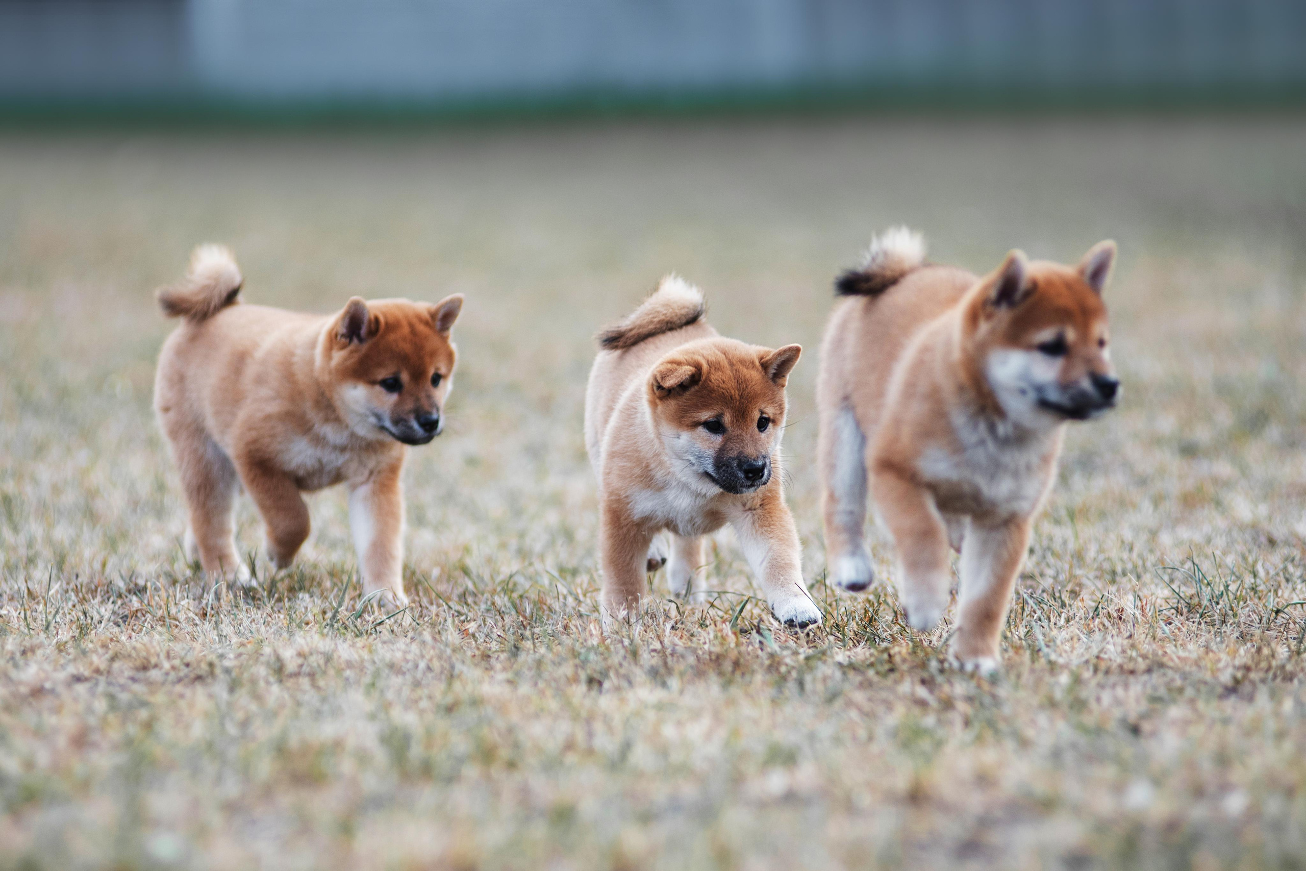 Щеночки Сибы. Дог-фотограф в Тюмени Александра Королева