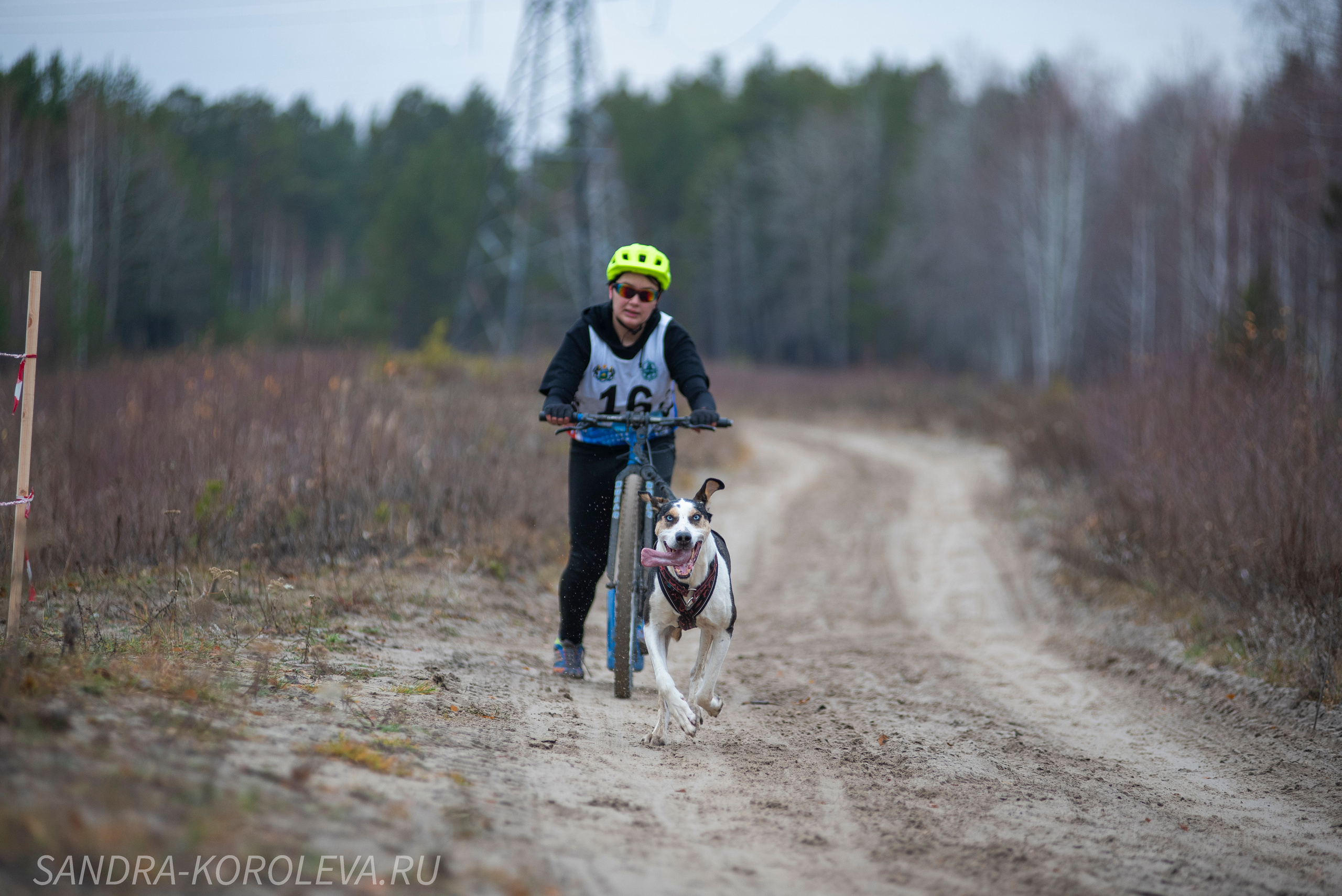 Спринт-гонка «Закрытие сезона» 24.10.2021. Дог-фотограф в Тюмени Александра Королева
