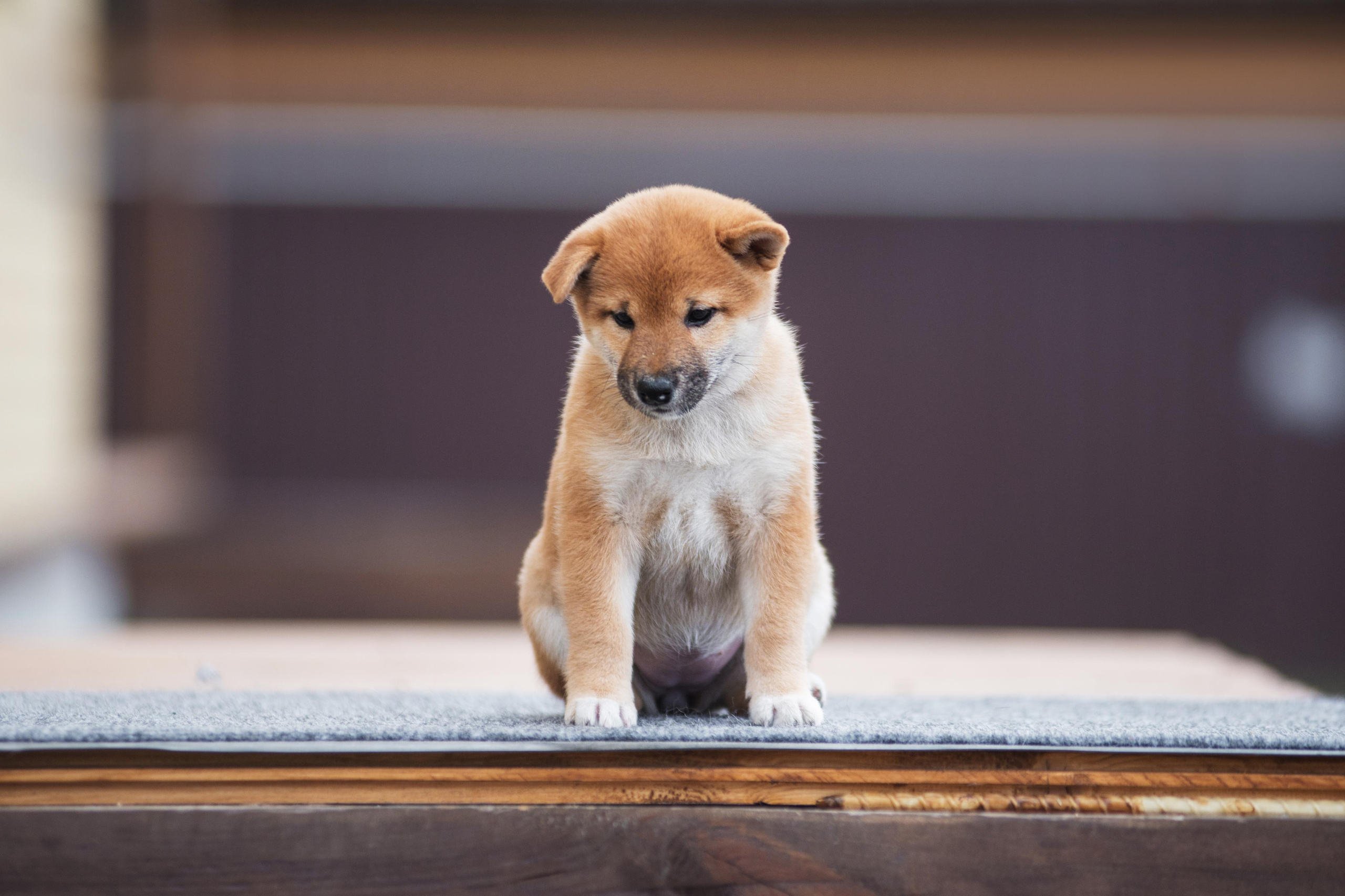Щеночки Сибы. Дог-фотограф в Тюмени Александра Королева