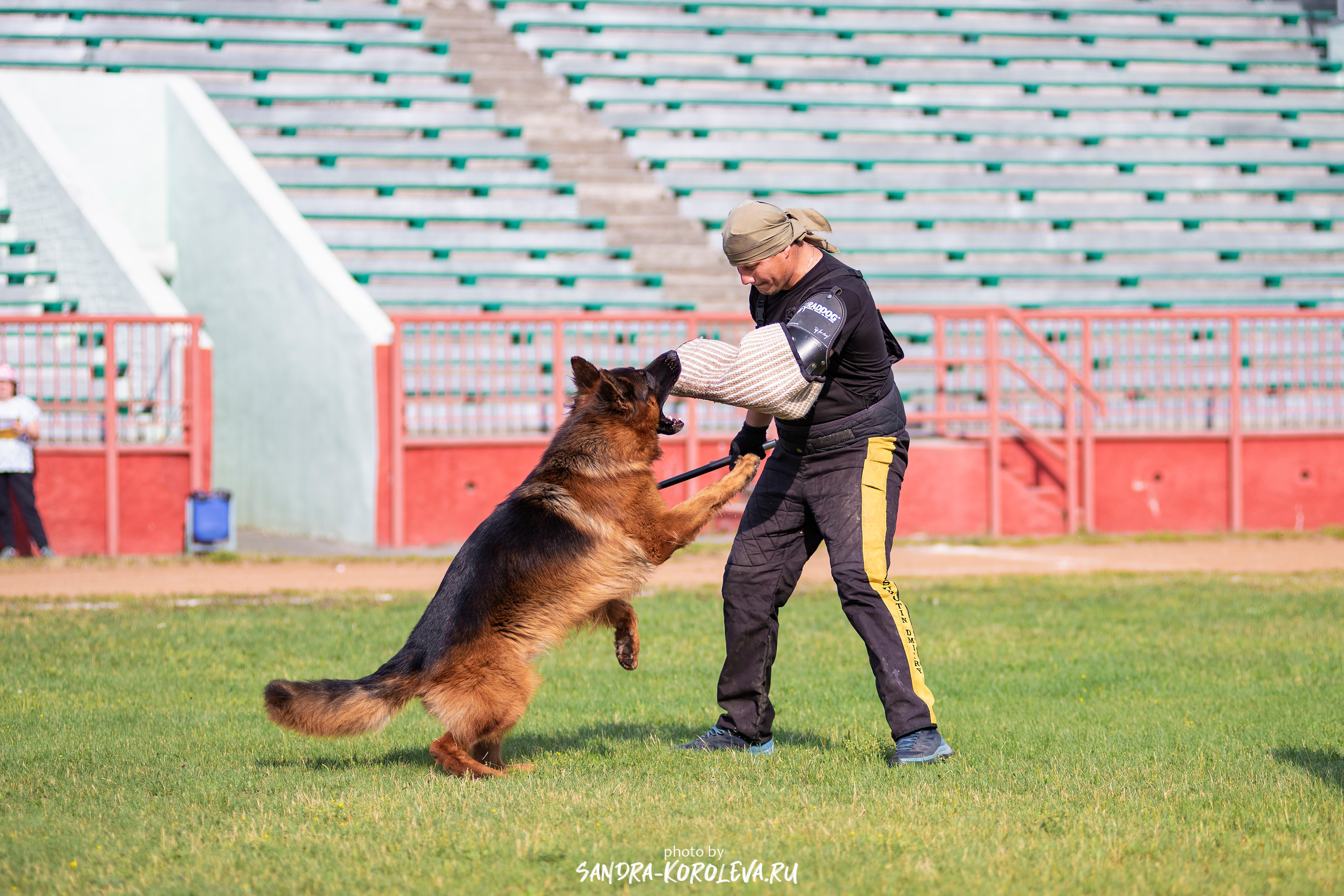 Монопородная выставка немецких овчарок, г. Заречный 2021. Дог-фотограф в Тюмени Александра Королева