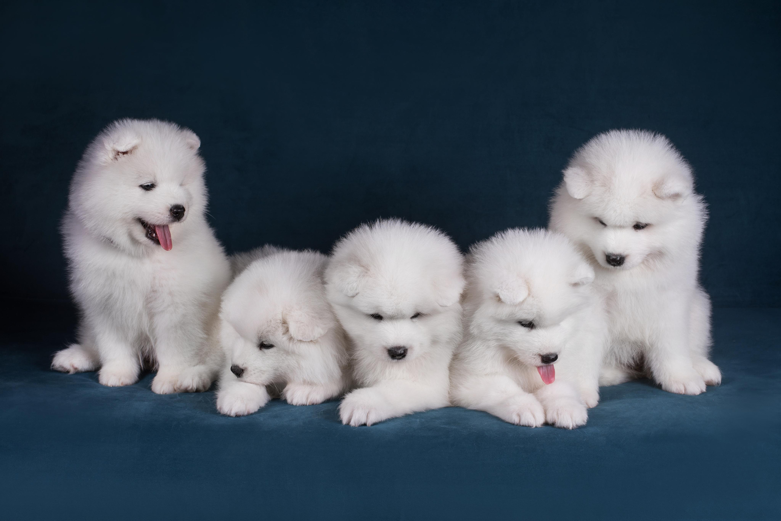 Пушистики самоеды. Дог-фотограф в Тюмени Александра Королева