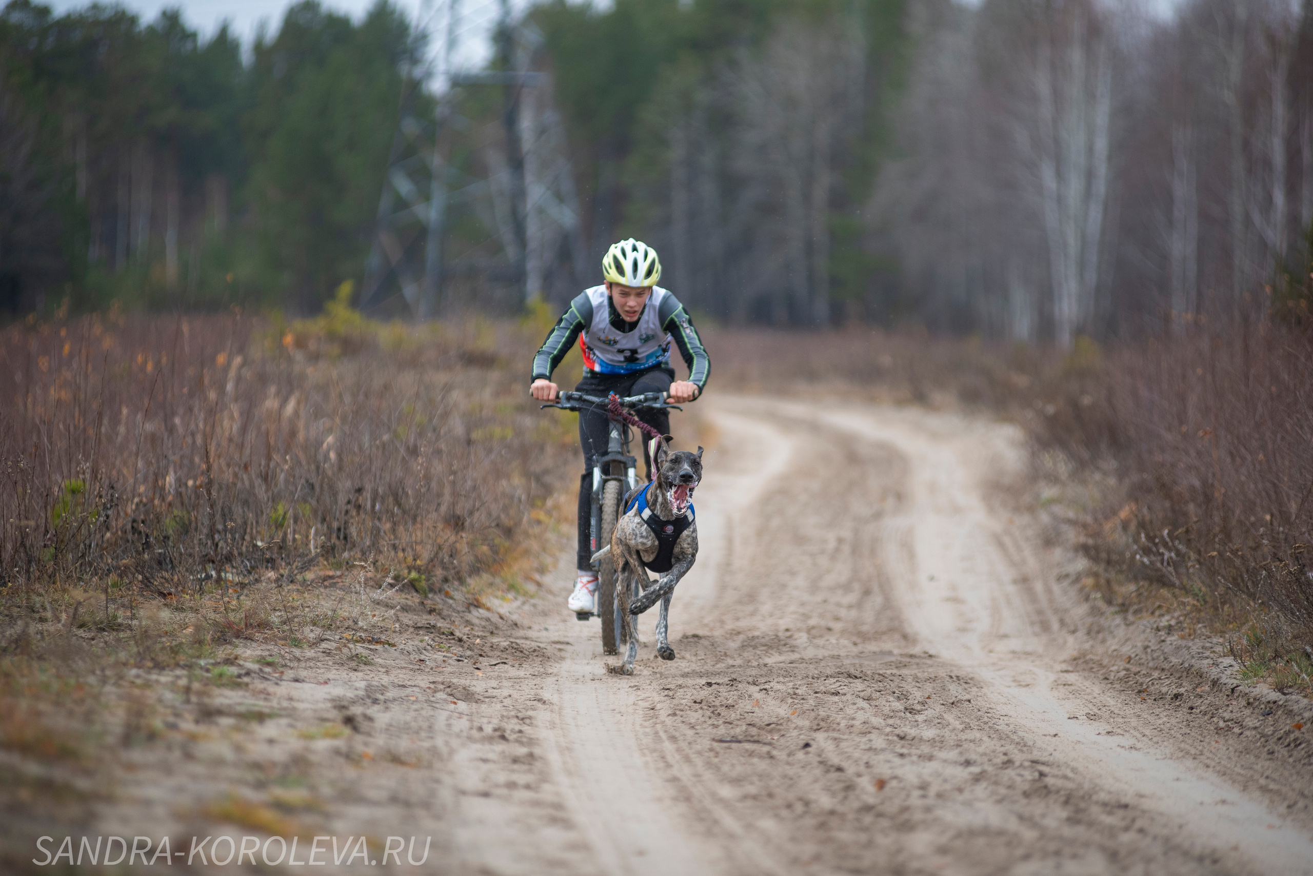 Спринт-гонка «Закрытие сезона» 24.10.2021. Дог-фотограф в Тюмени Александра Королева