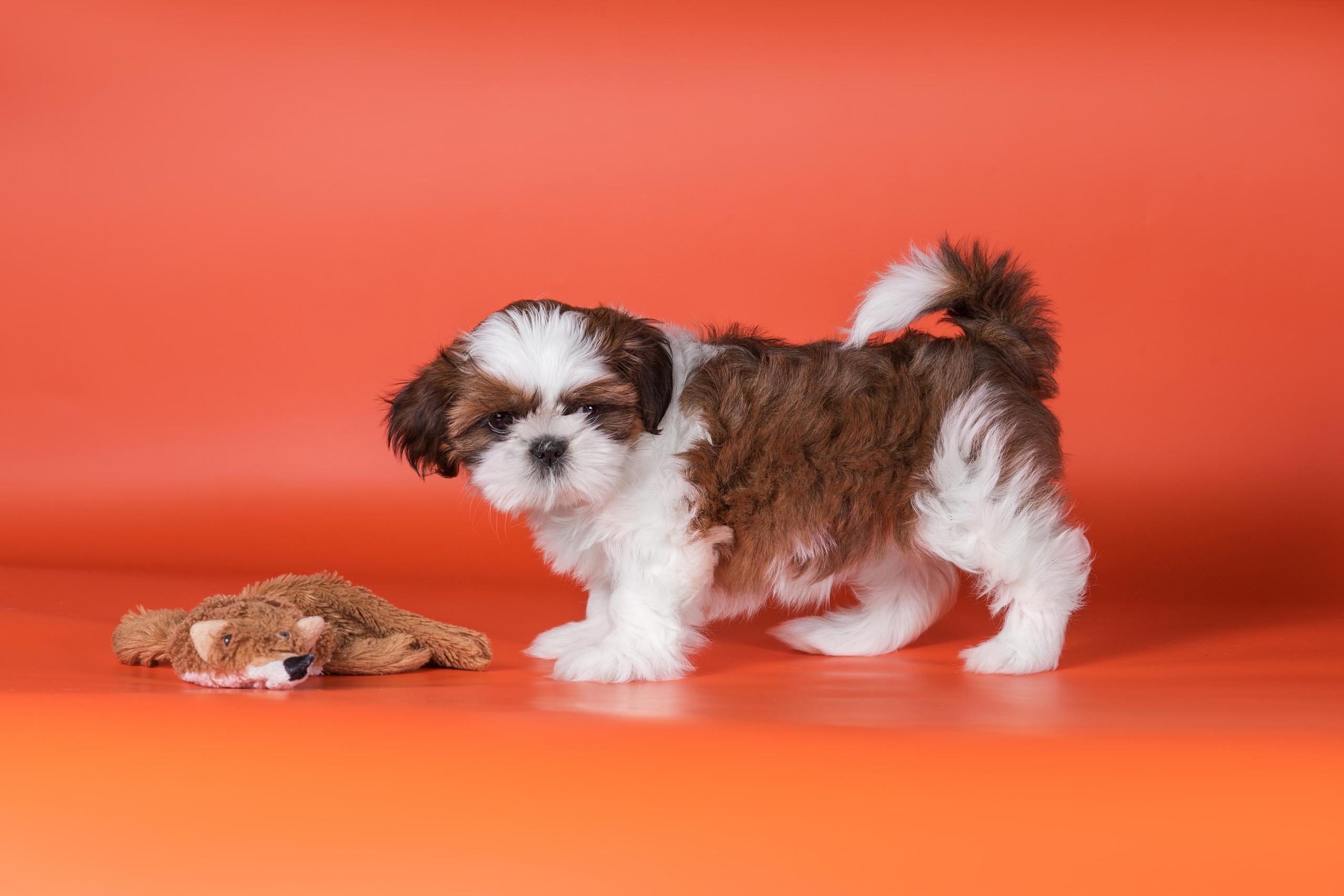 Великолепные ши-тцу. Дог-фотограф в Тюмени Александра Королева