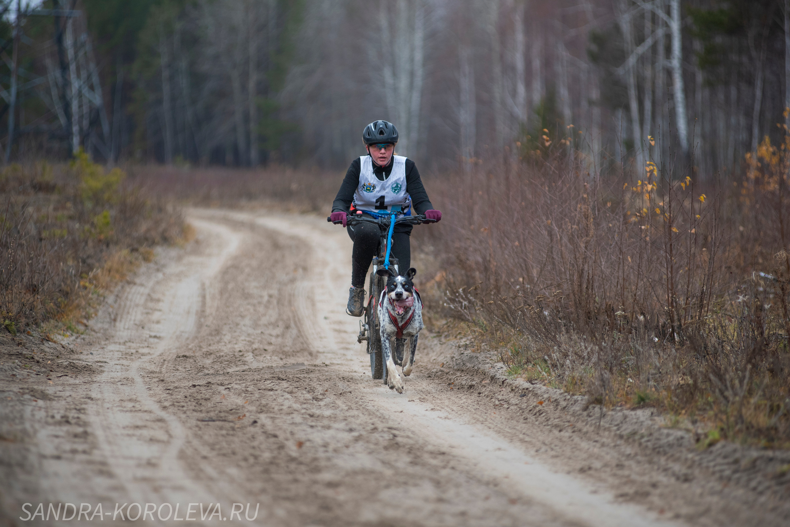 Спринт-гонка «Закрытие сезона» 24.10.2021. Дог-фотограф в Тюмени Александра Королева