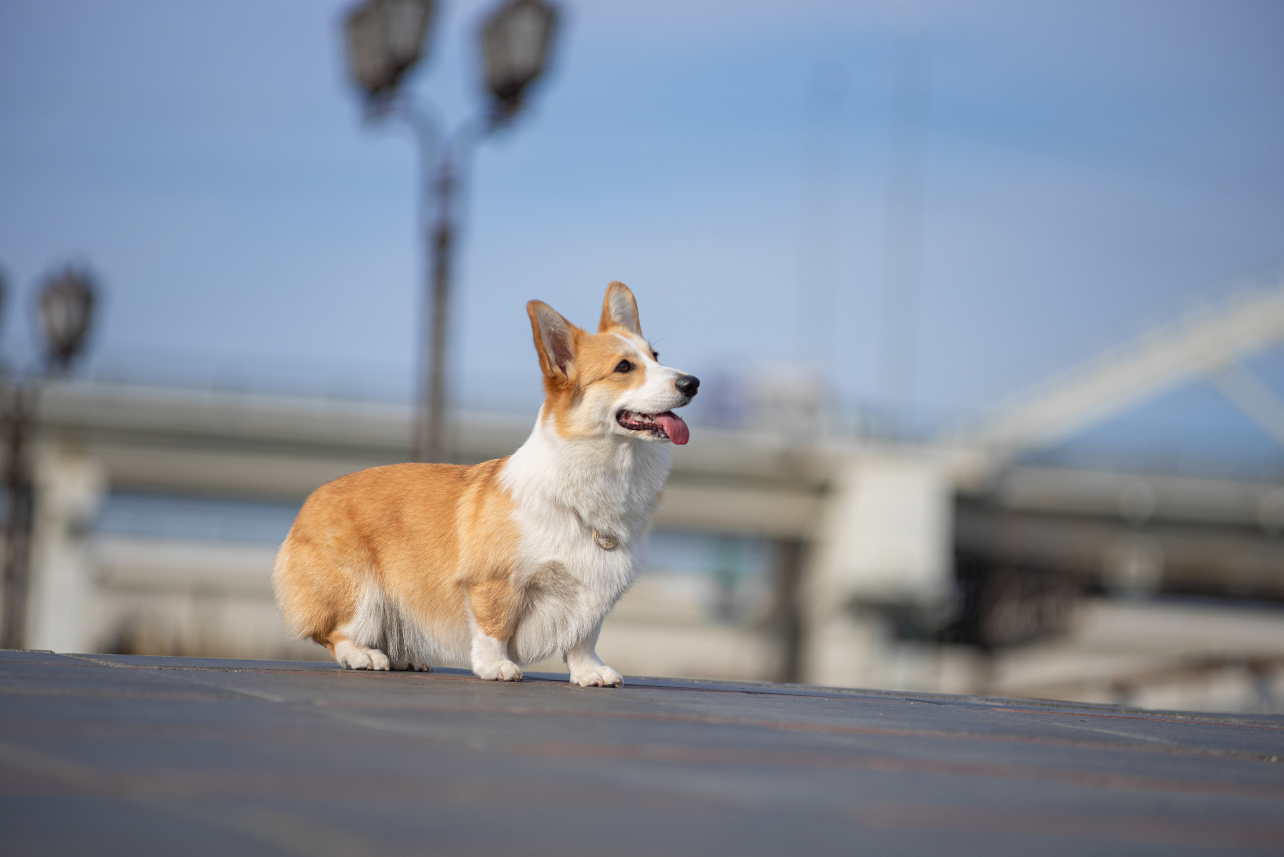 Ася и Плюша. Дог-фотограф в Тюмени Александра Королева