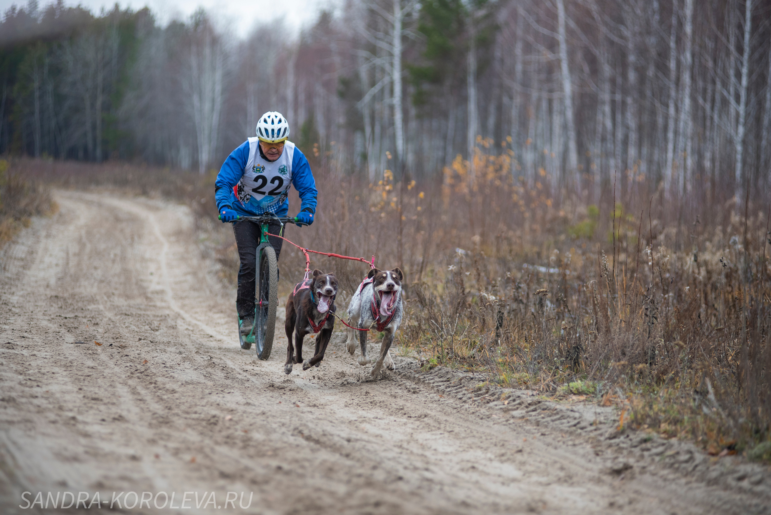 Спринт-гонка «Закрытие сезона» 24.10.2021. Дог-фотограф в Тюмени Александра Королева