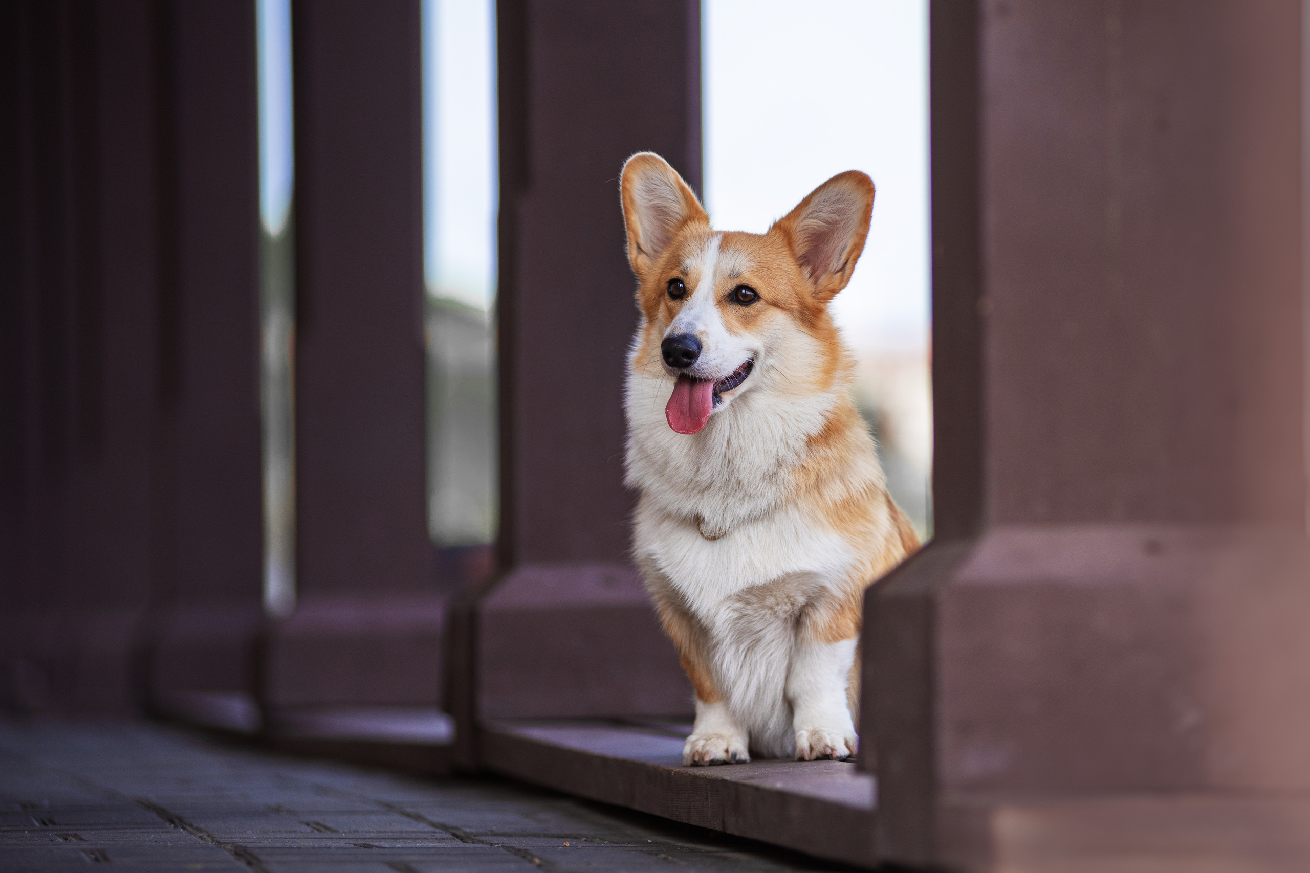 Ася и Плюша. Дог-фотограф в Тюмени Александра Королева