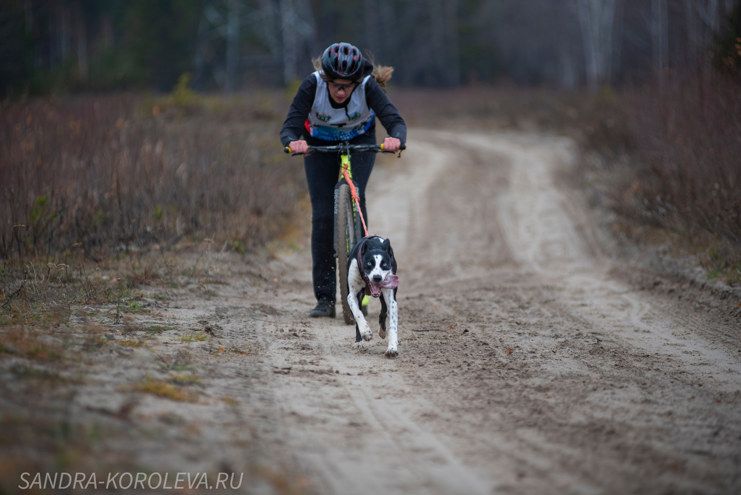 Спринт-гонка «Закрытие сезона» 24.10.2021. Дог-фотограф в Тюмени Александра Королева