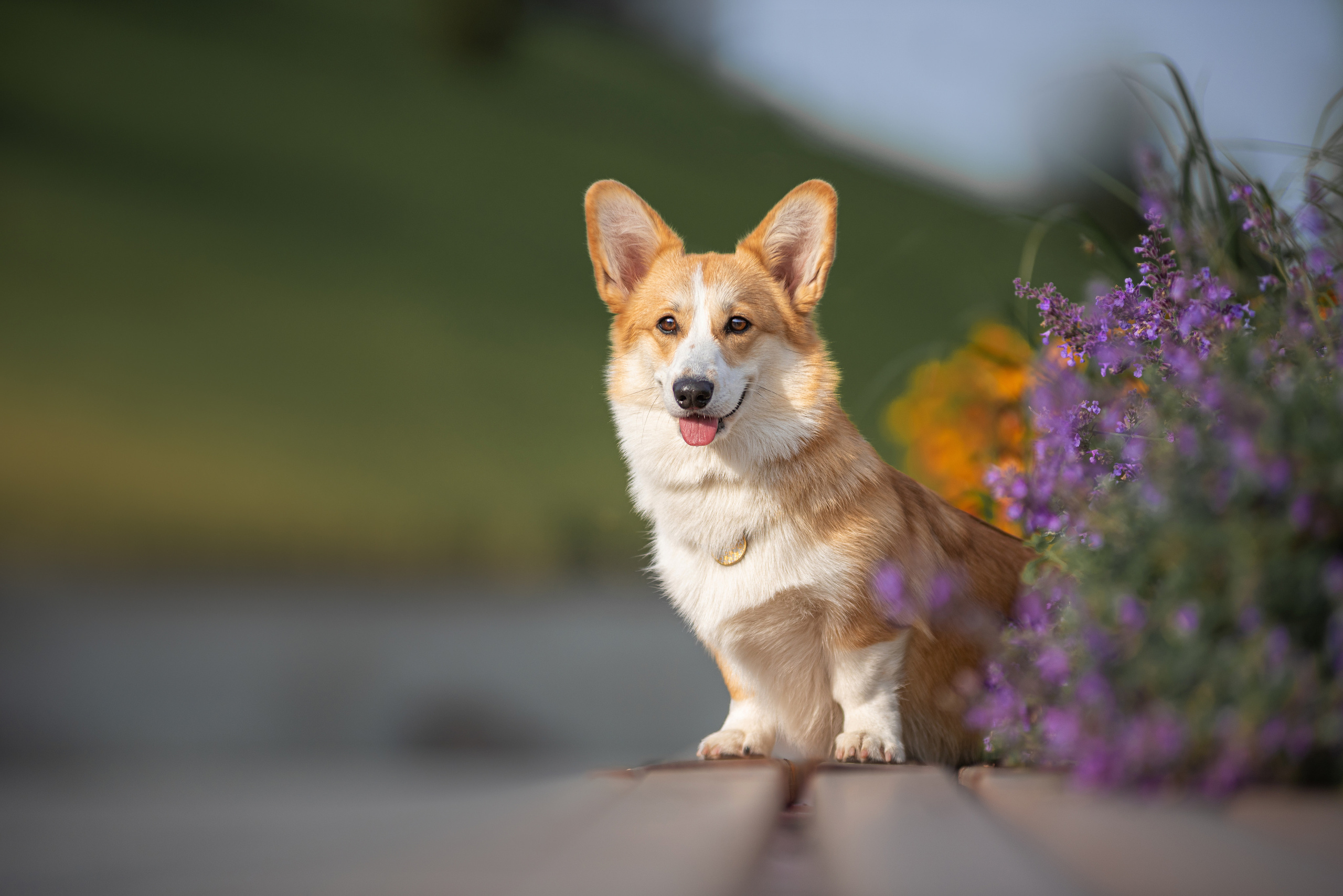 Ася и Плюша. Дог-фотограф в Тюмени Александра Королева