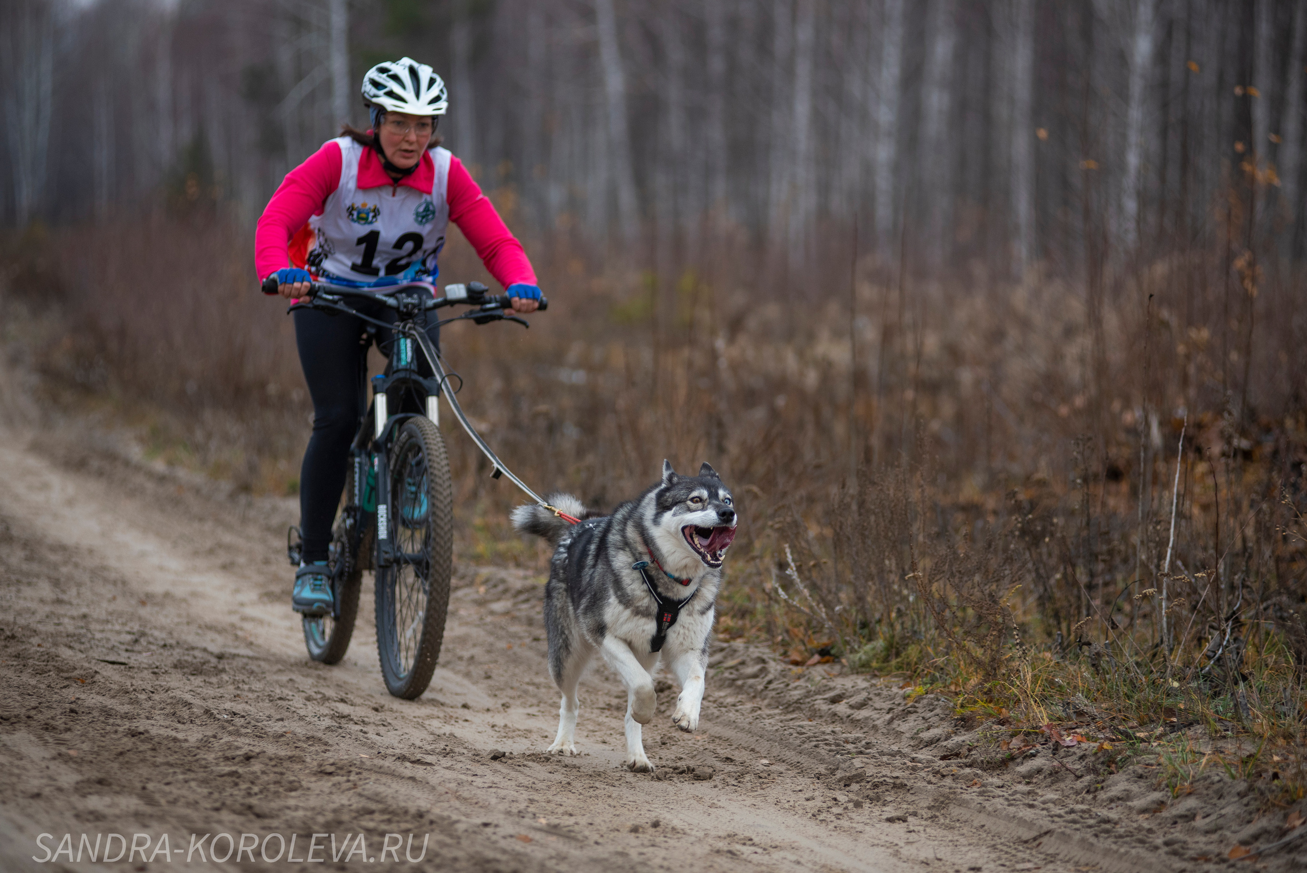 Спринт-гонка «Закрытие сезона» 24.10.2021. Дог-фотограф в Тюмени Александра Королева