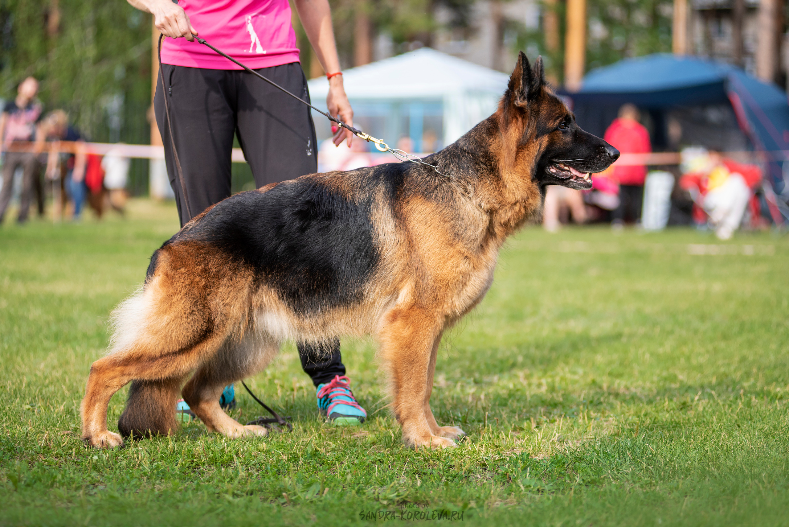 Монопородная выставка немецких овчарок, г. Заречный 2021. Дог-фотограф в Тюмени Александра Королева
