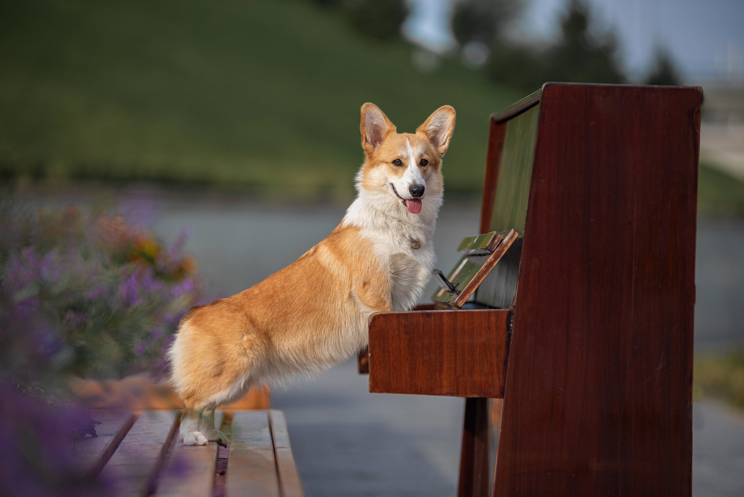 Ася и Плюша. Дог-фотограф в Тюмени Александра Королева
