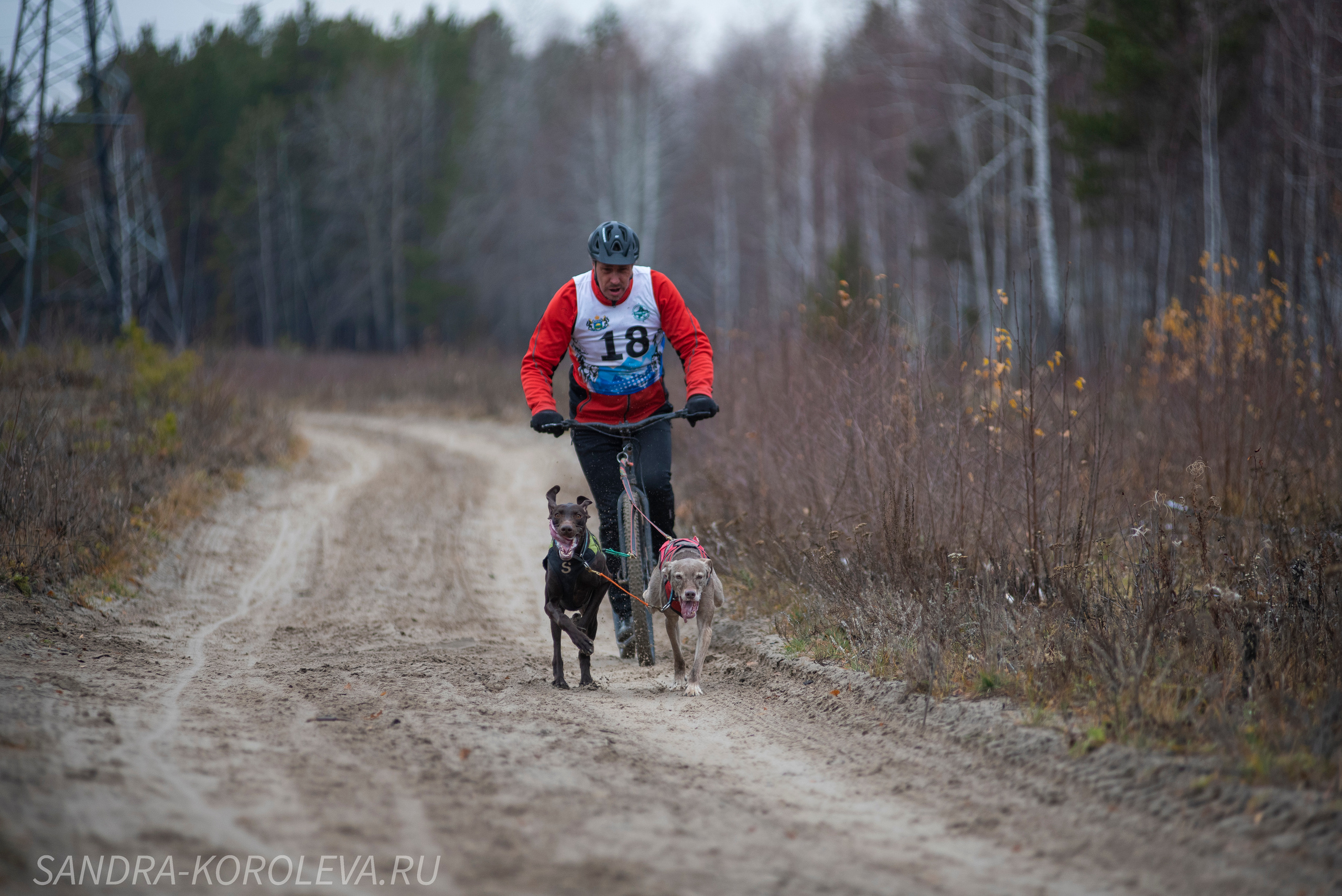 Спринт-гонка «Закрытие сезона» 24.10.2021. Дог-фотограф в Тюмени Александра Королева