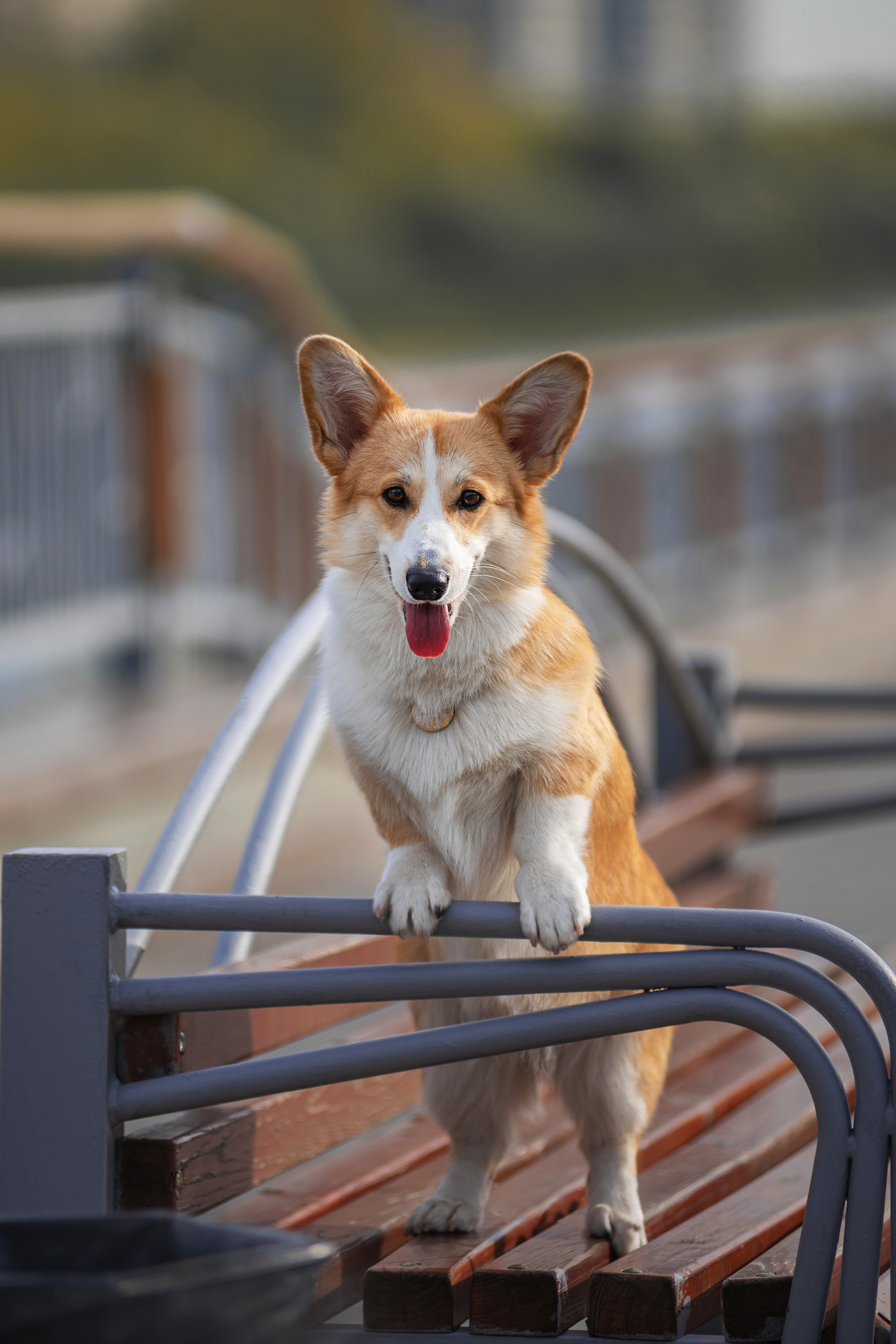 Ася и Плюша. Дог-фотограф в Тюмени Александра Королева