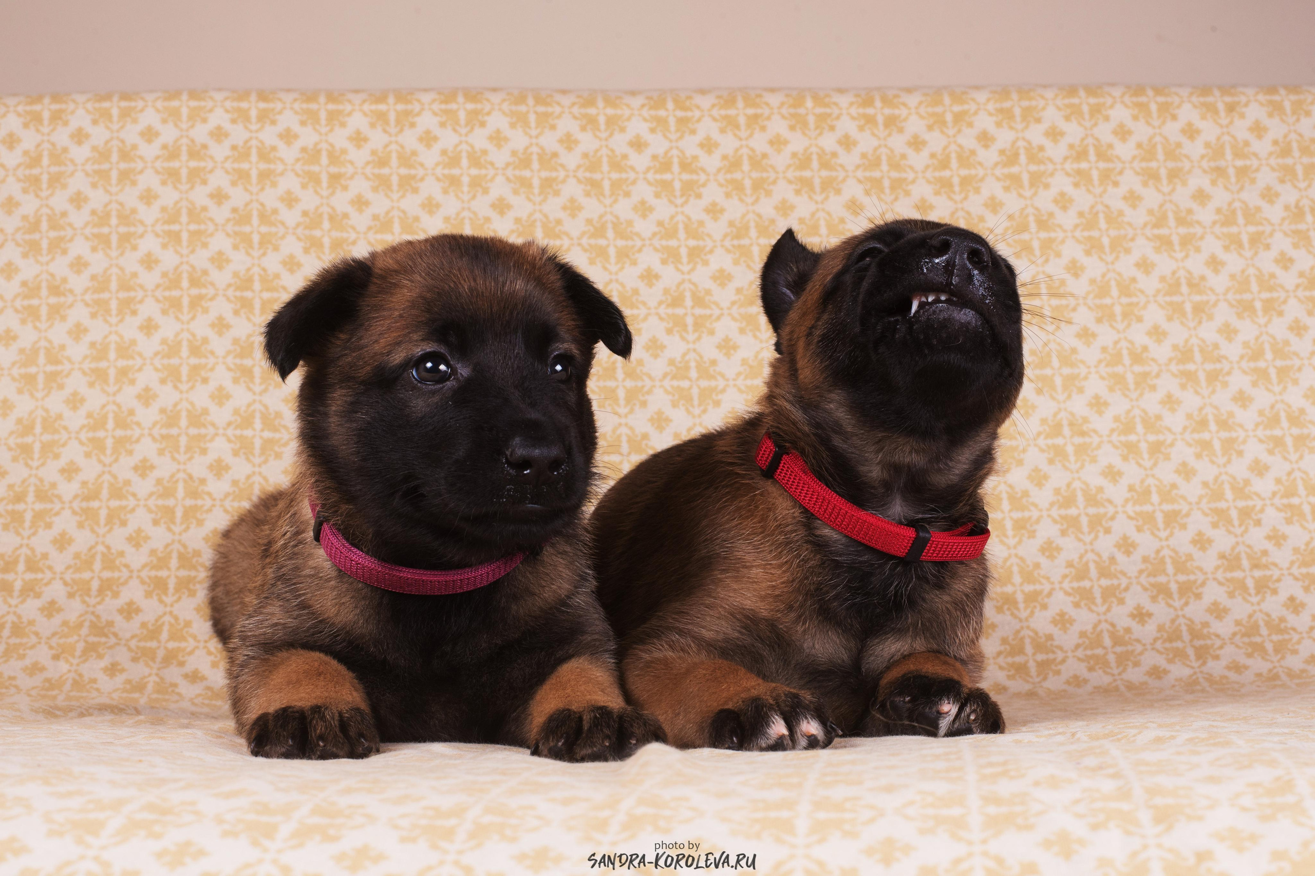 Малинойсы. Дог-фотограф в Тюмени Александра Королева