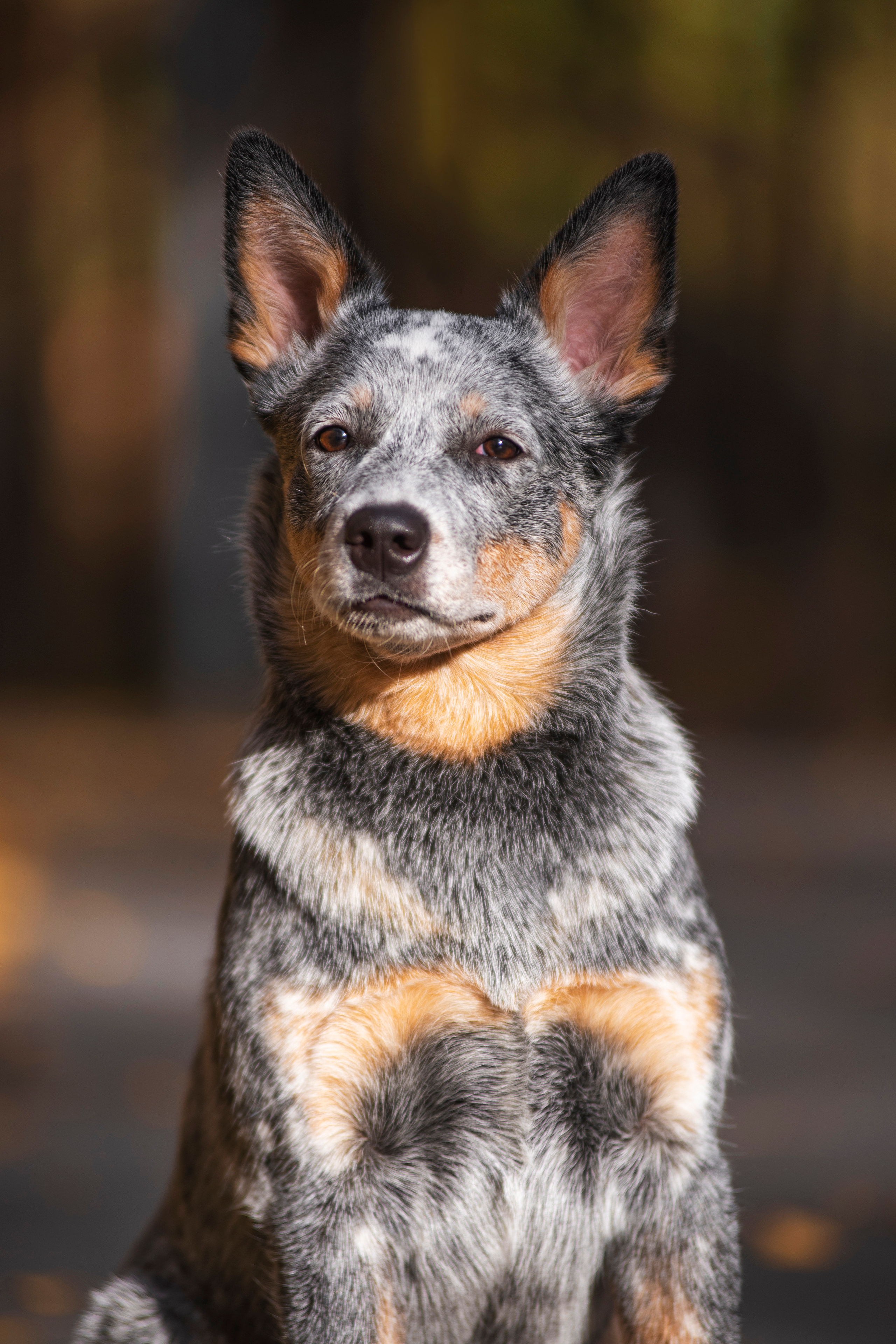 Осенний хиллер. Дог-фотограф в Тюмени Александра Королева