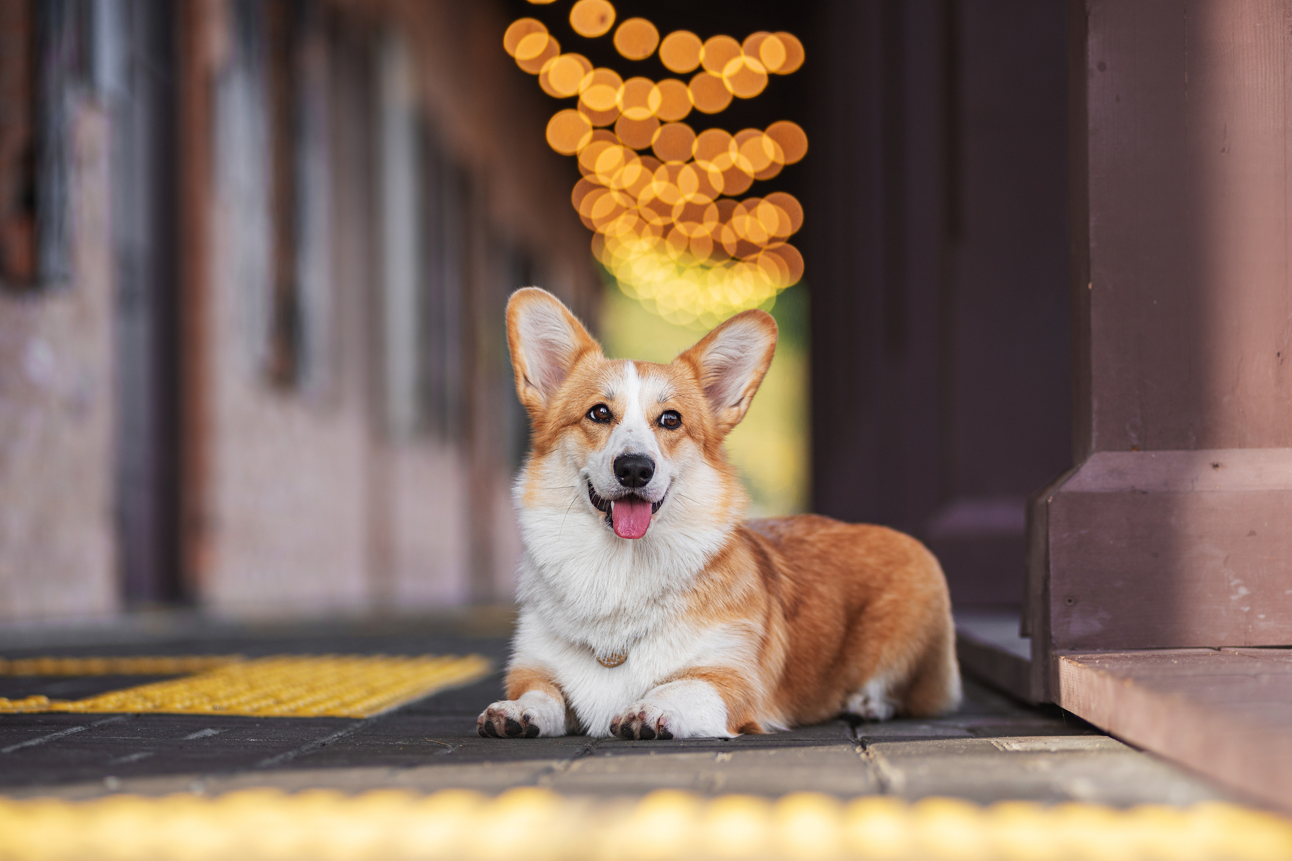 Ася и Плюша. Дог-фотограф в Тюмени Александра Королева