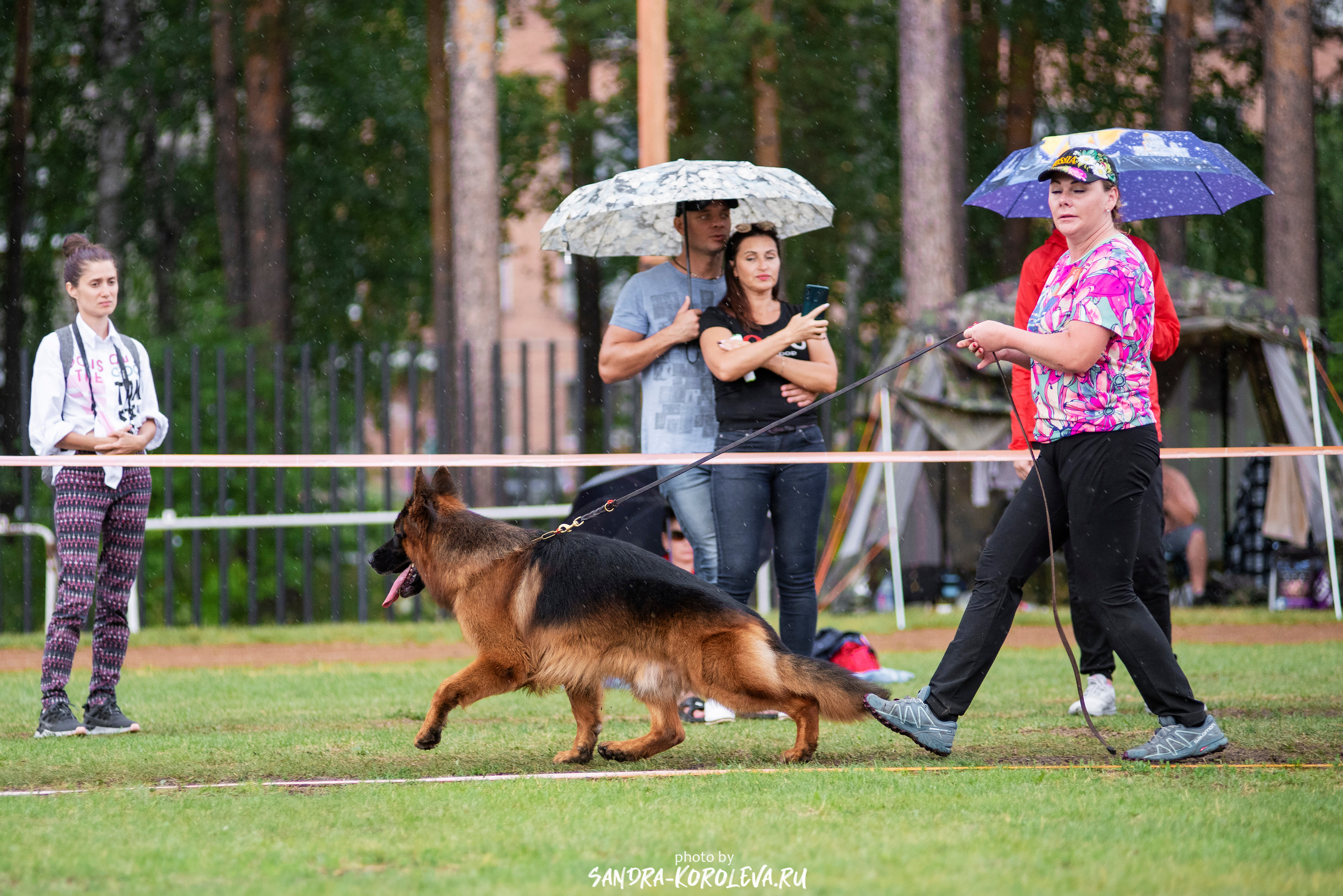 Монопородная выставка немецких овчарок, г. Заречный 2021. Дог-фотограф в Тюмени Александра Королева