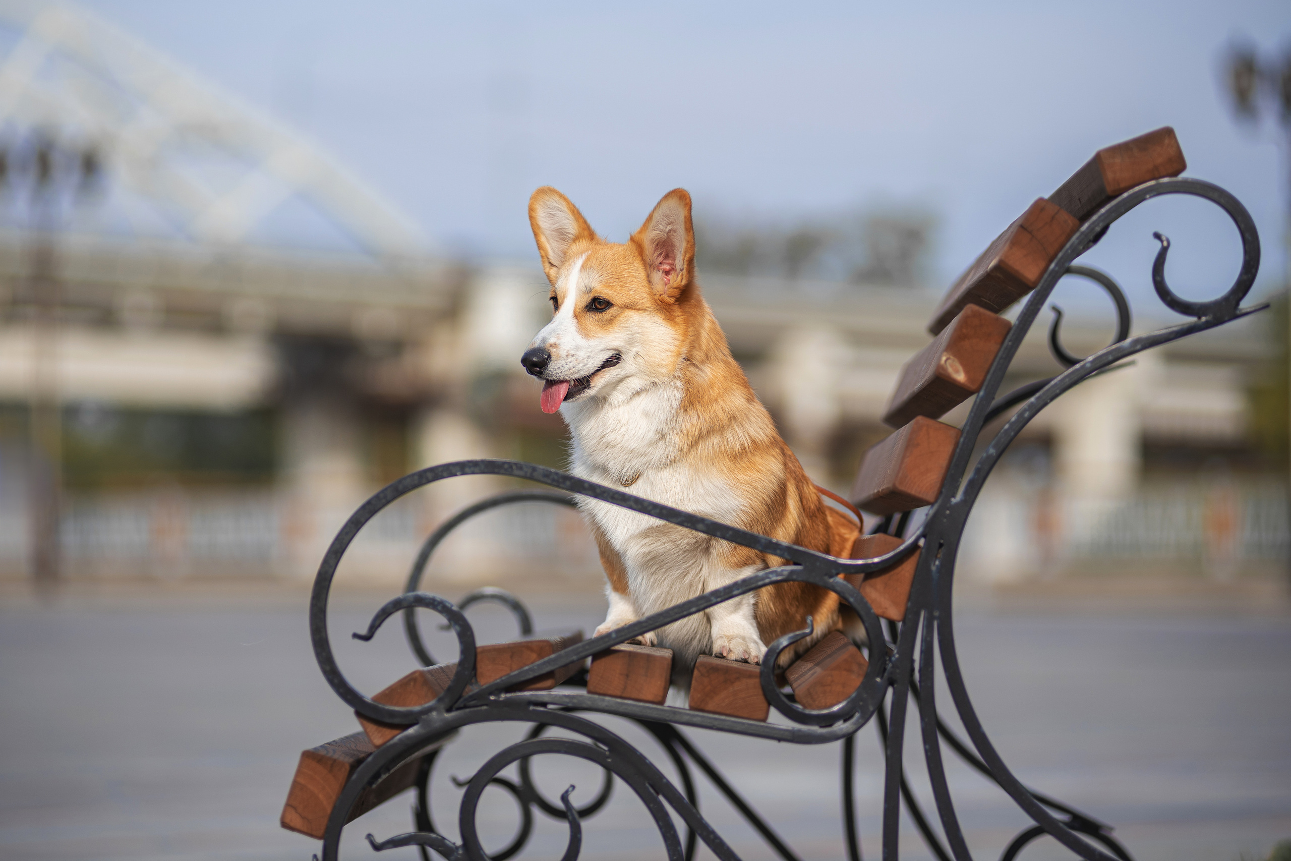 Ася и Плюша. Дог-фотограф в Тюмени Александра Королева