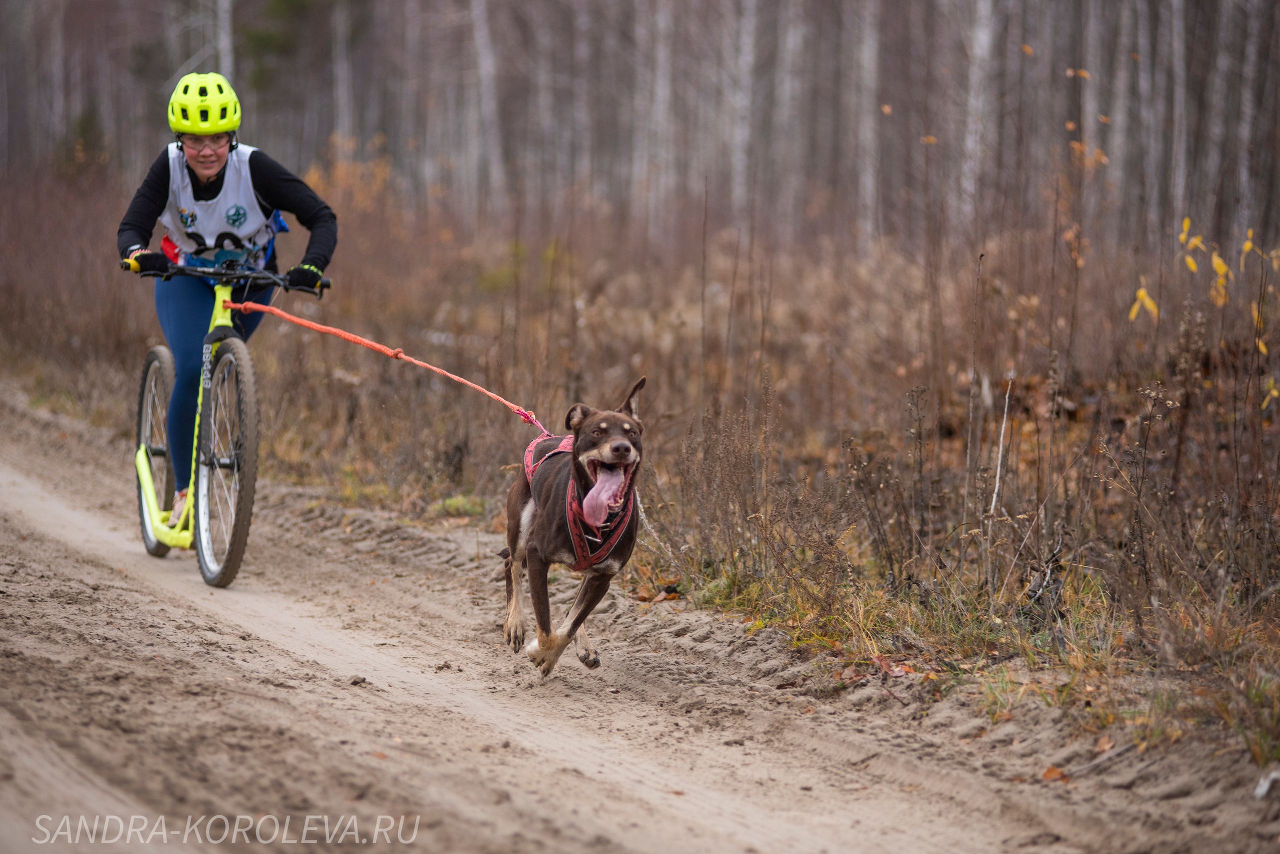 Спринт-гонка «Закрытие сезона» 24.10.2021. Дог-фотограф в Тюмени Александра Королева