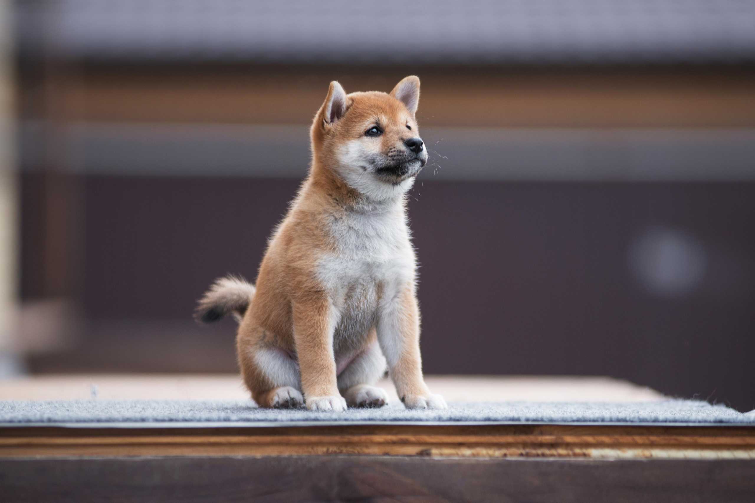 Щеночки Сибы. Дог-фотограф в Тюмени Александра Королева