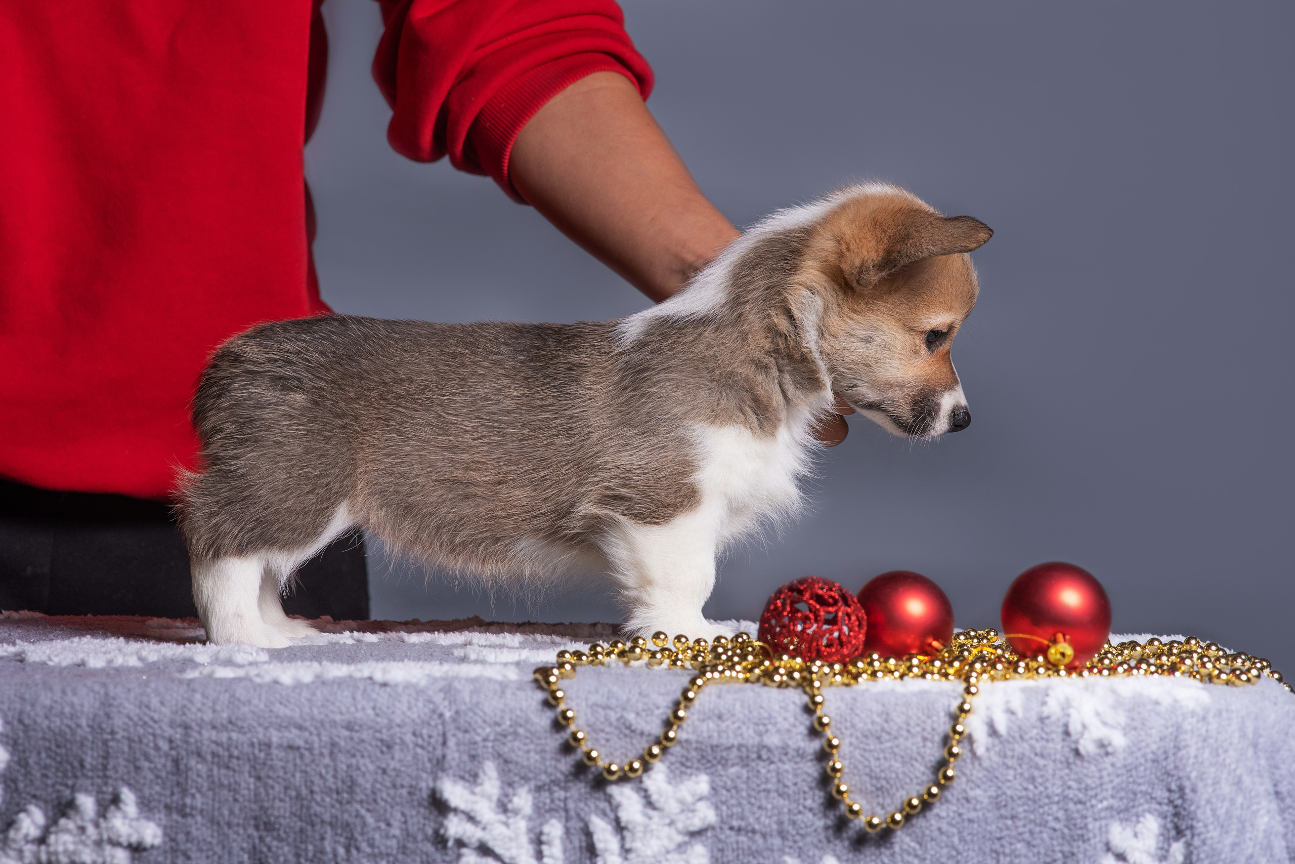 Новогодние коржики с сахарной посыпкой. Дог-фотограф в Тюмени Александра Королева