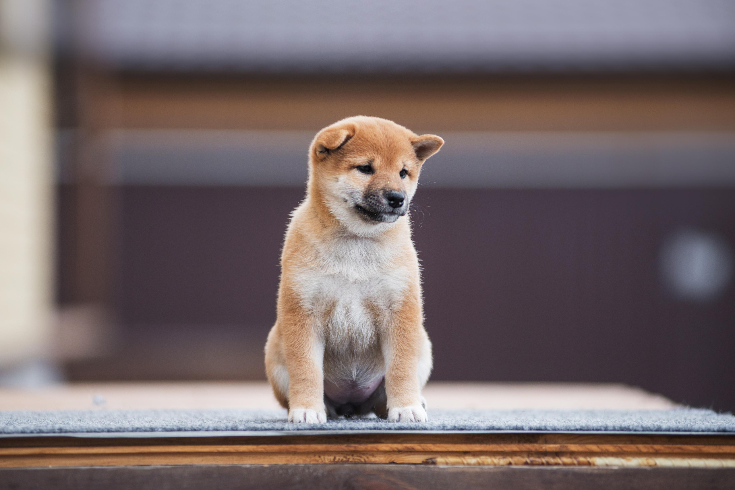 Щеночки Сибы. Дог-фотограф в Тюмени Александра Королева