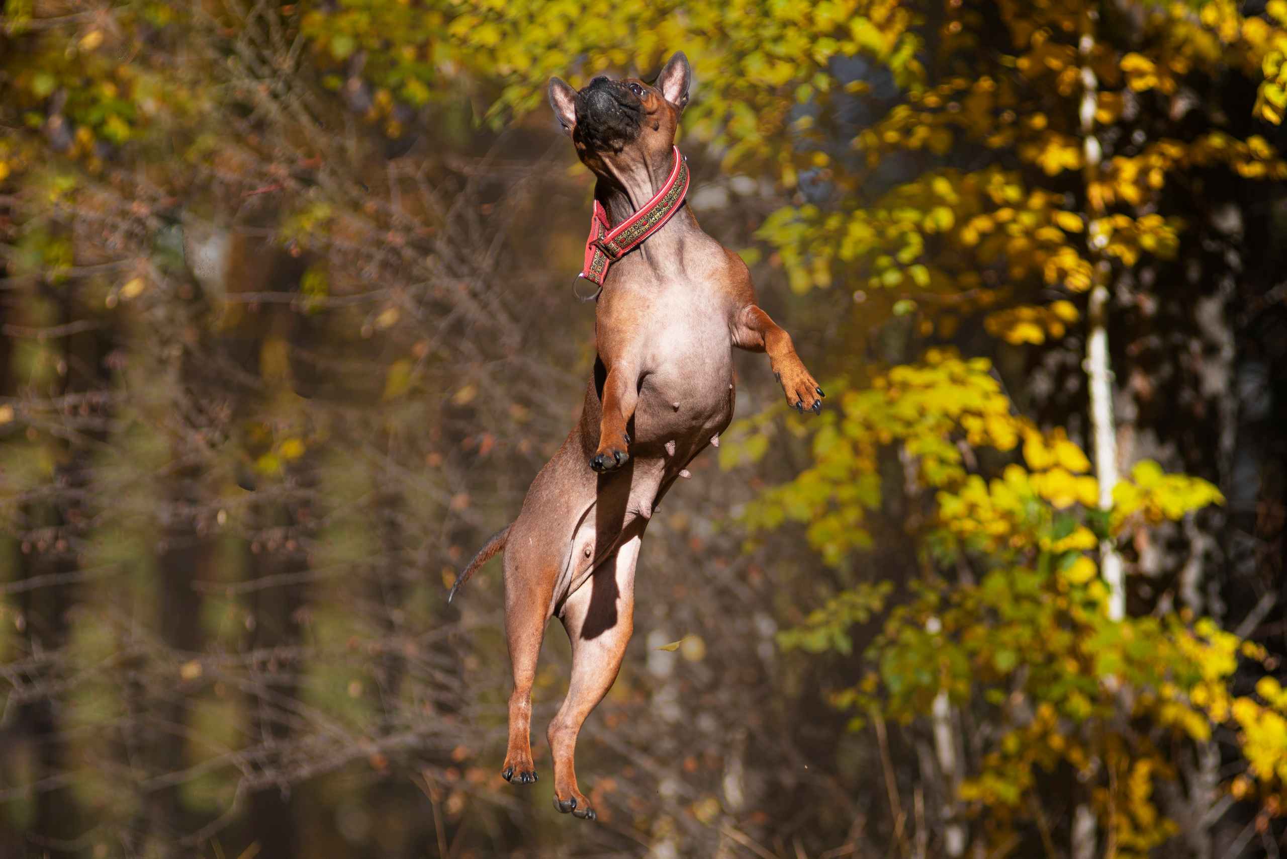 Полина и ее питомцы. Дог-фотограф в Тюмени Александра Королева