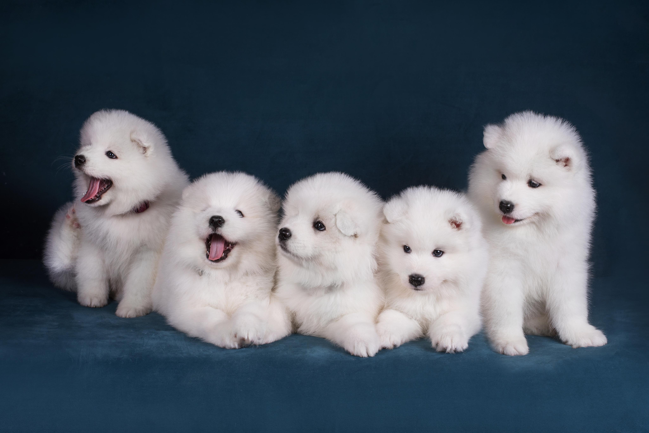 Пушистики самоеды. Дог-фотограф в Тюмени Александра Королева