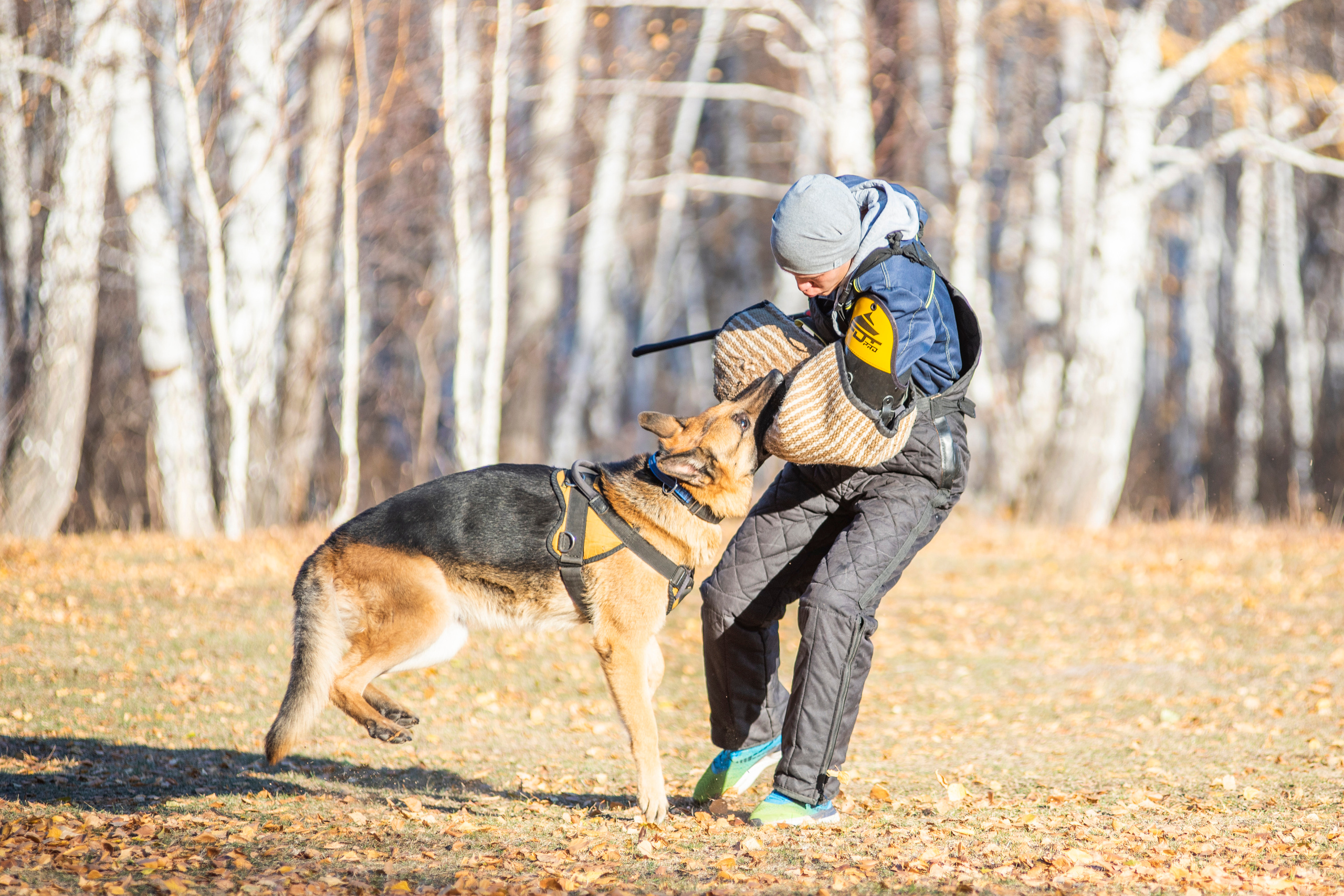 RUSSIAN HELPERS SCHOOL. Магнитогорск октябрь 2021. Дог-фотограф в Тюмени Александра Королева