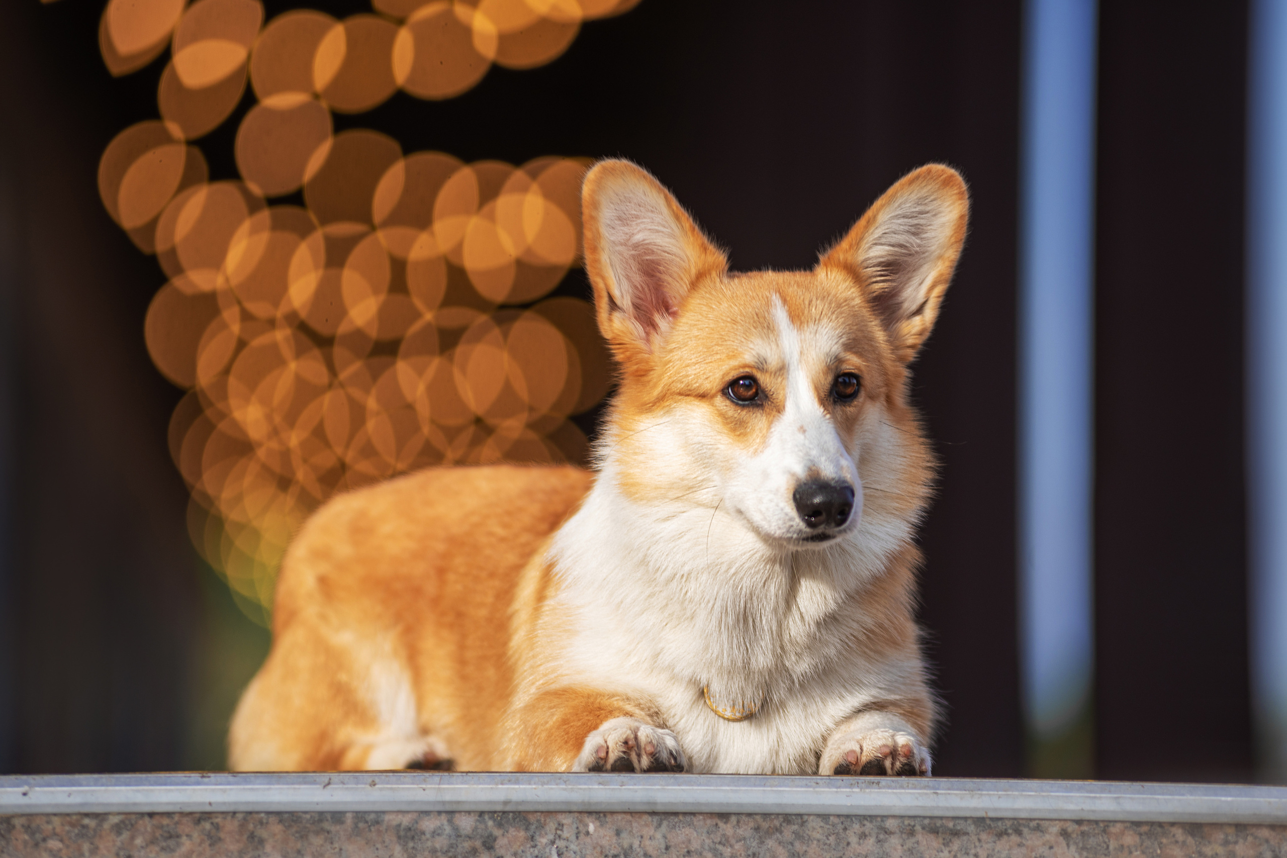 Ася и Плюша. Дог-фотограф в Тюмени Александра Королева